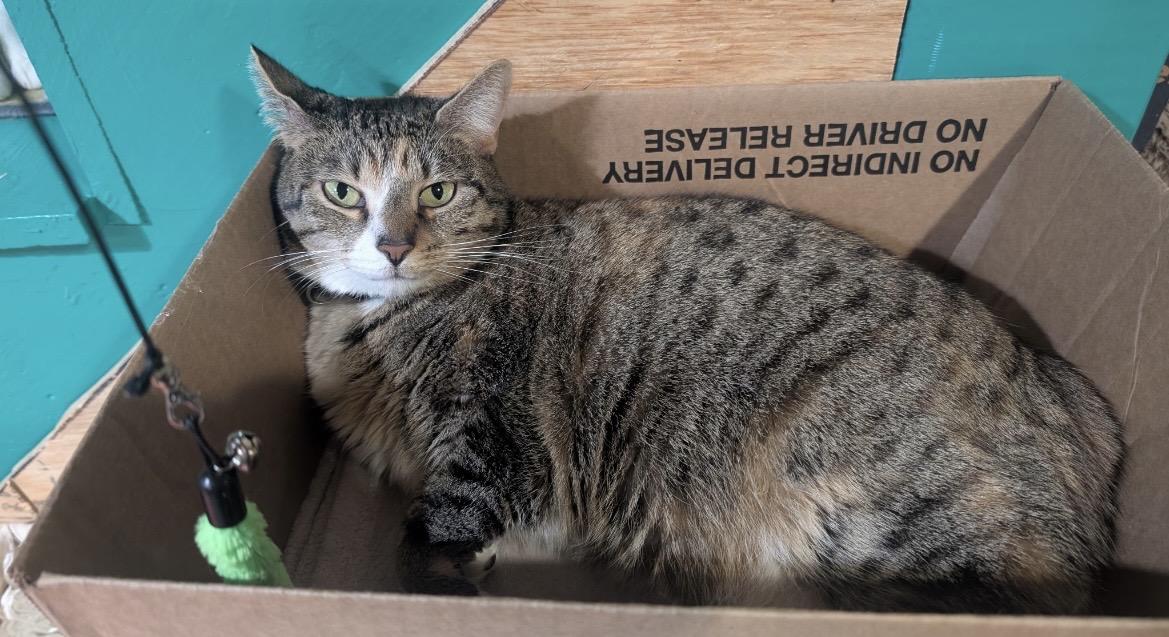 Enlarge Scarlet, a Adoptable mixed breed in Havertown, PA image 6/6