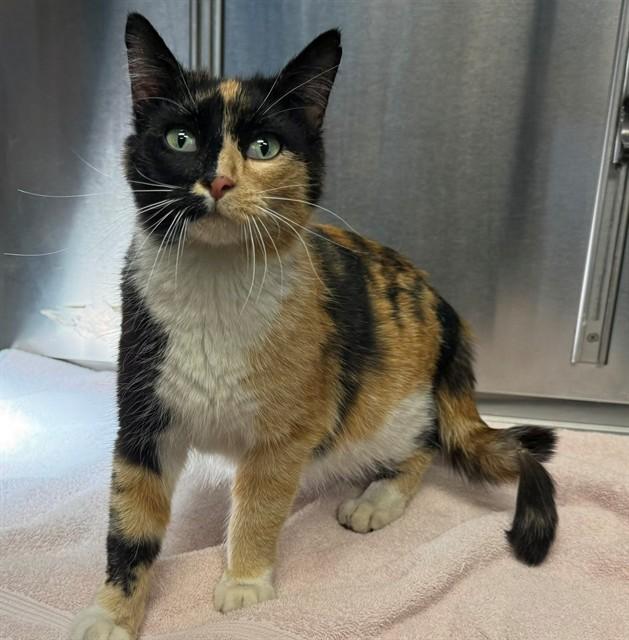 Enlarge NAPHEESA, a Adoptable Domestic Short Hair in Minneapolis, MN image 1/1