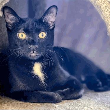 Jet Houston, Adoptable, Young Male Domestic Short Hair.