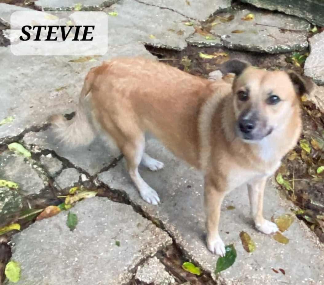 STEVIE, a Adoptable mixed breed in Villalba, PR image 3/6