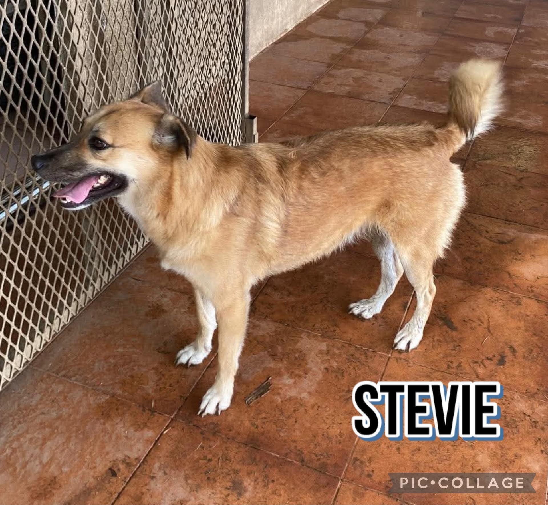 STEVIE, a Adoptable mixed breed in Villalba, PR image 3/4