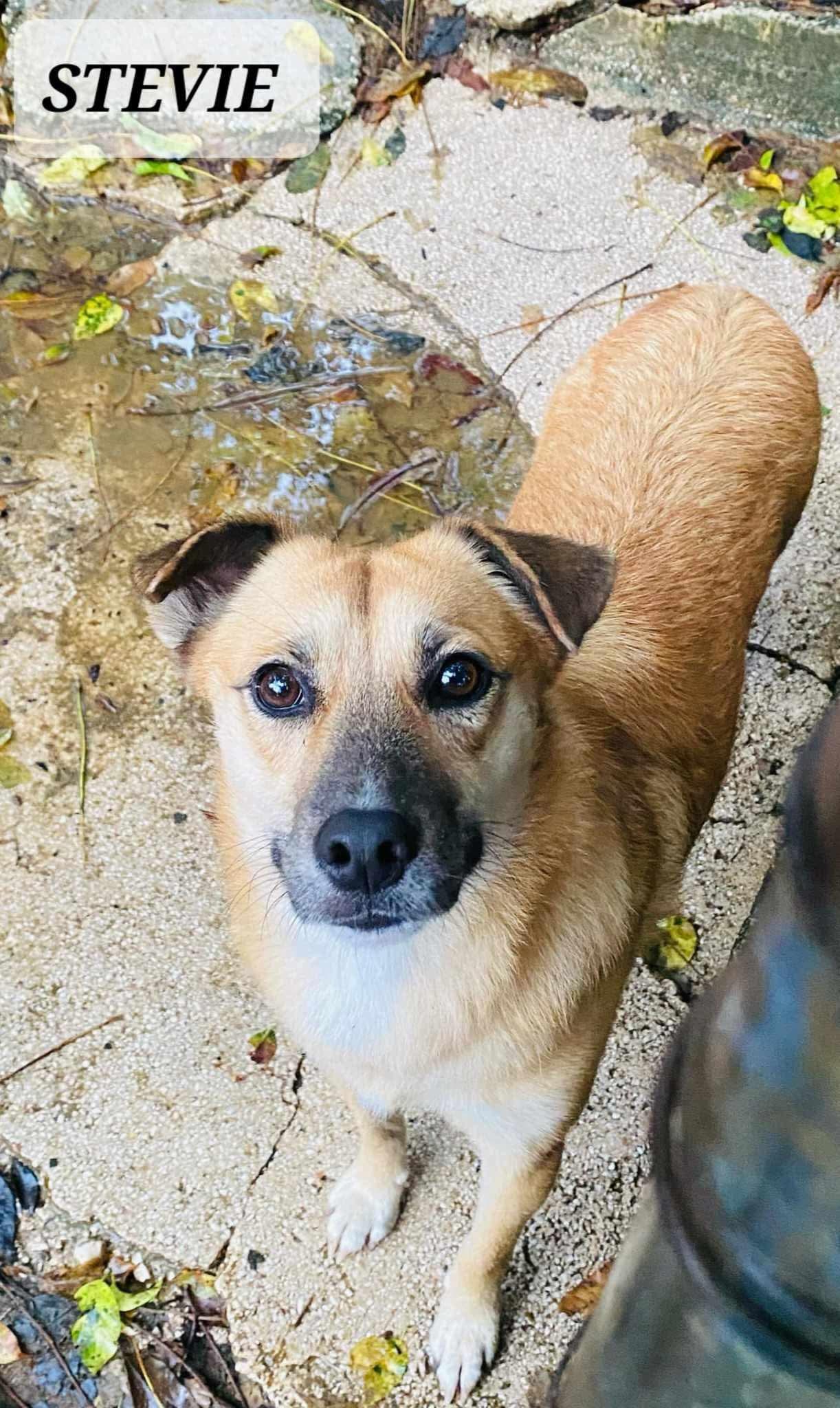 STEVIE, a Adoptable mixed breed in Villalba, PR image 5/6