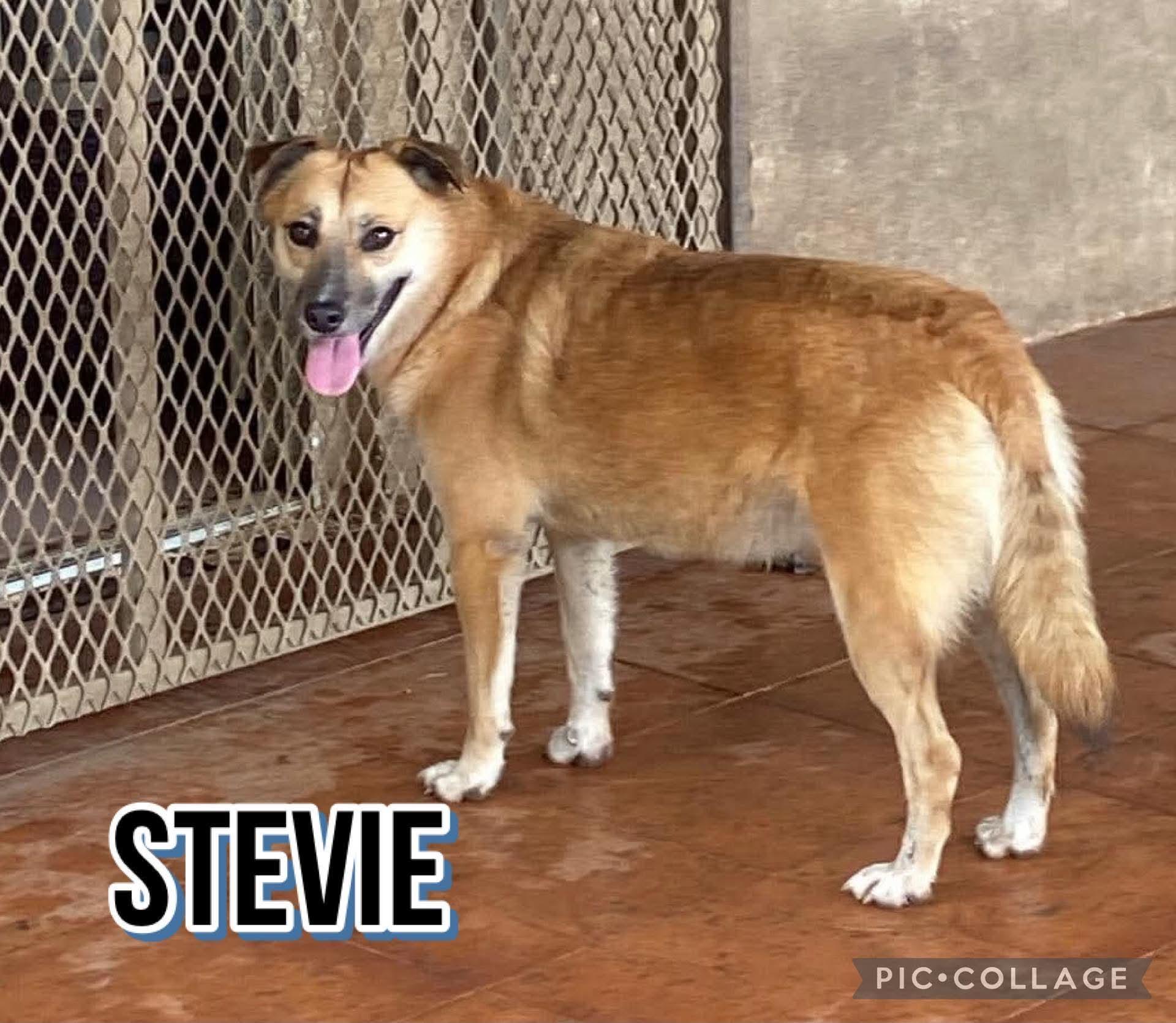 STEVIE, a Adoptable mixed breed in Villalba, PR image 4/4