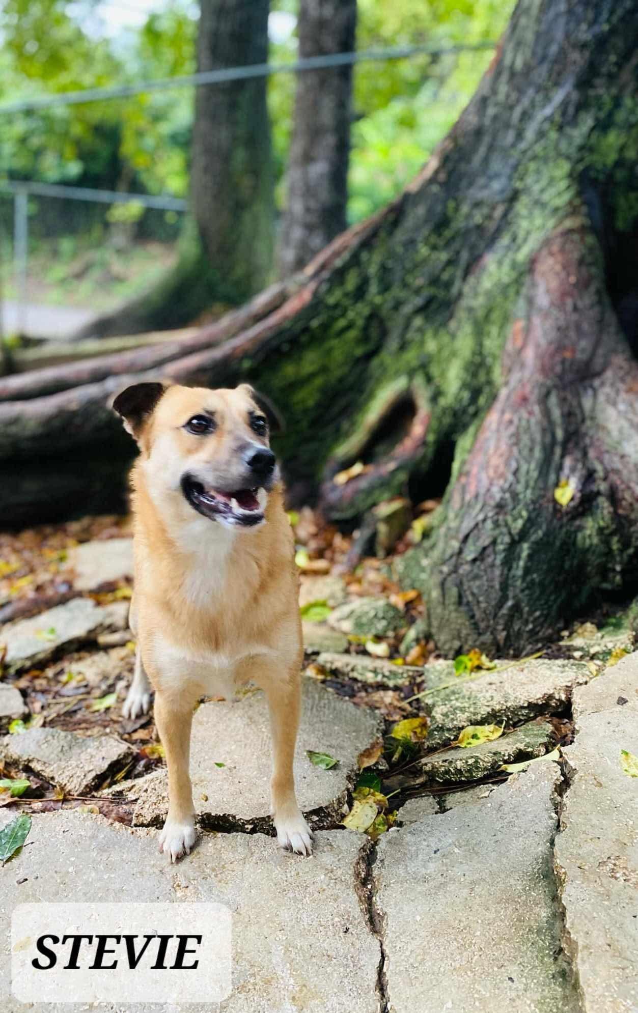 STEVIE, a Adoptable mixed breed in Villalba, PR image 4/6