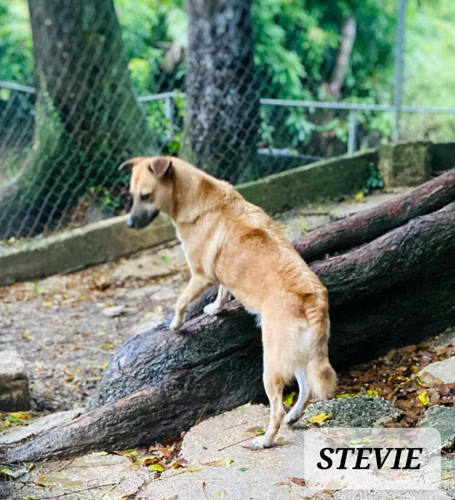 STEVIE, a Adoptable mixed breed in Villalba, PR image 2/6