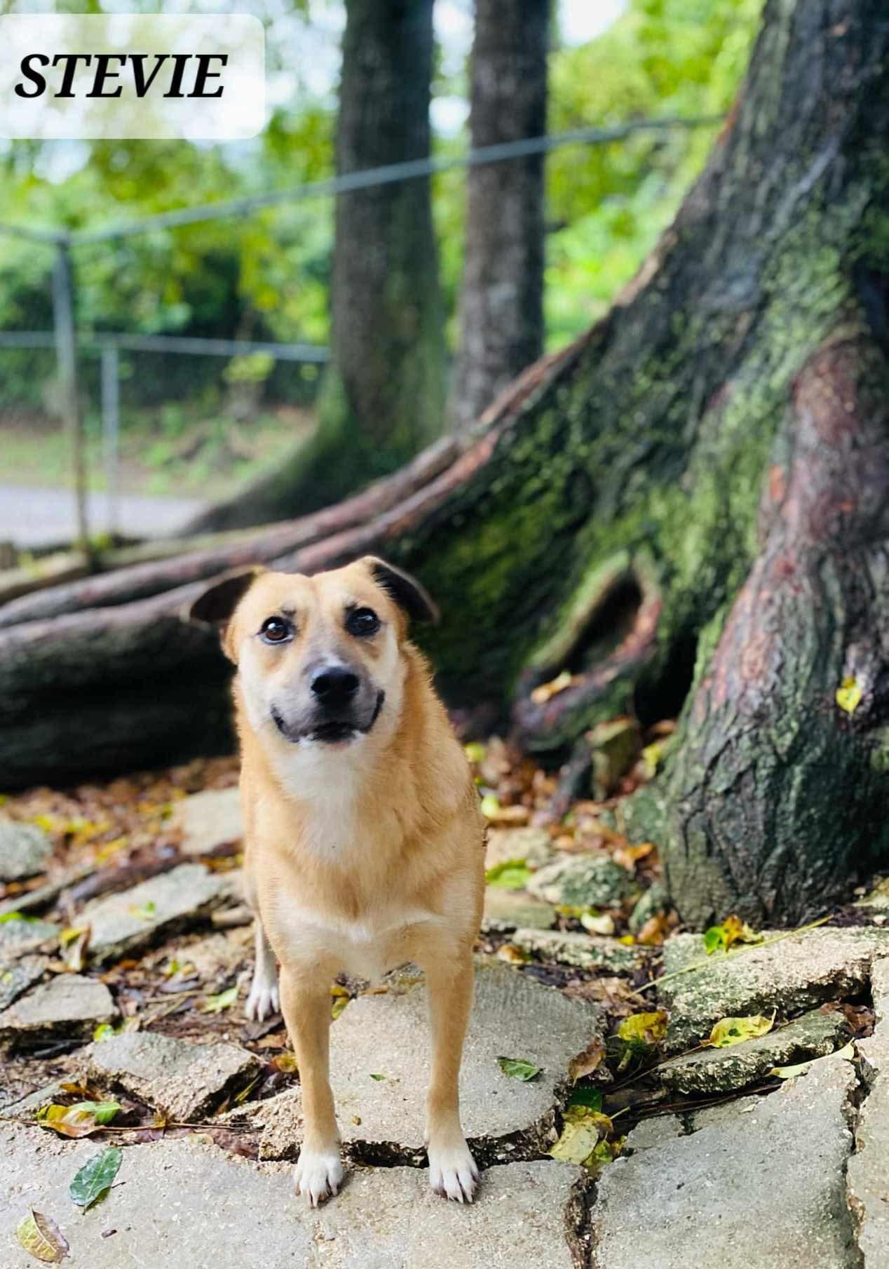 STEVIE, a Adoptable mixed breed in Villalba, PR image 6/6