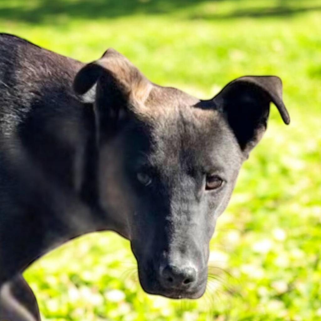 Enlarge Cirie, a Adoptable Mixed Breed in Hemet, CA image 1/6