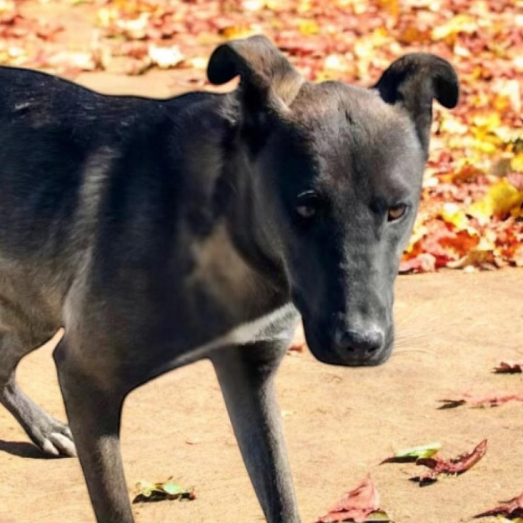 Enlarge Cirie, a Adoptable Mixed Breed in Hemet, CA image 2/6