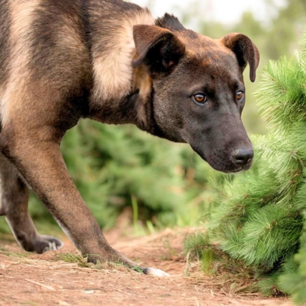 Enlarge Cirie, a Adoptable Mixed Breed in Hemet, CA image 3/6