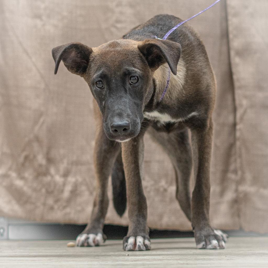 Enlarge Cirie, a Adoptable Mixed Breed in Hemet, CA image 4/6