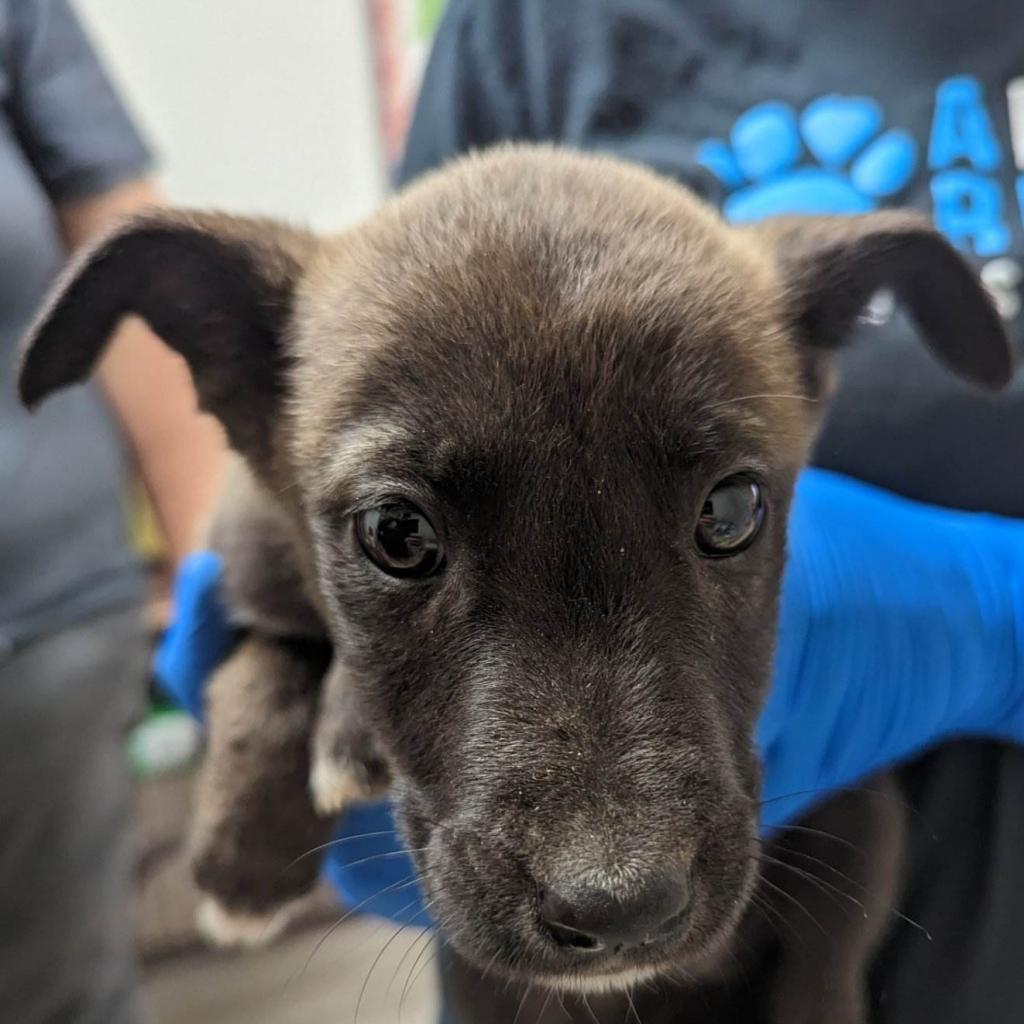 Enlarge Cirie, a Adoptable Mixed Breed in Hemet, CA image 5/6