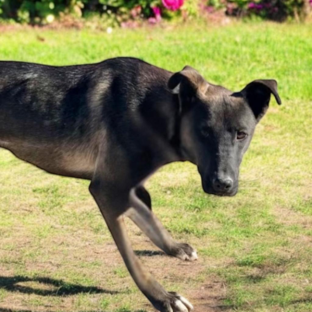 Enlarge Cirie, a Adoptable Mixed Breed in Hemet, CA image 6/6