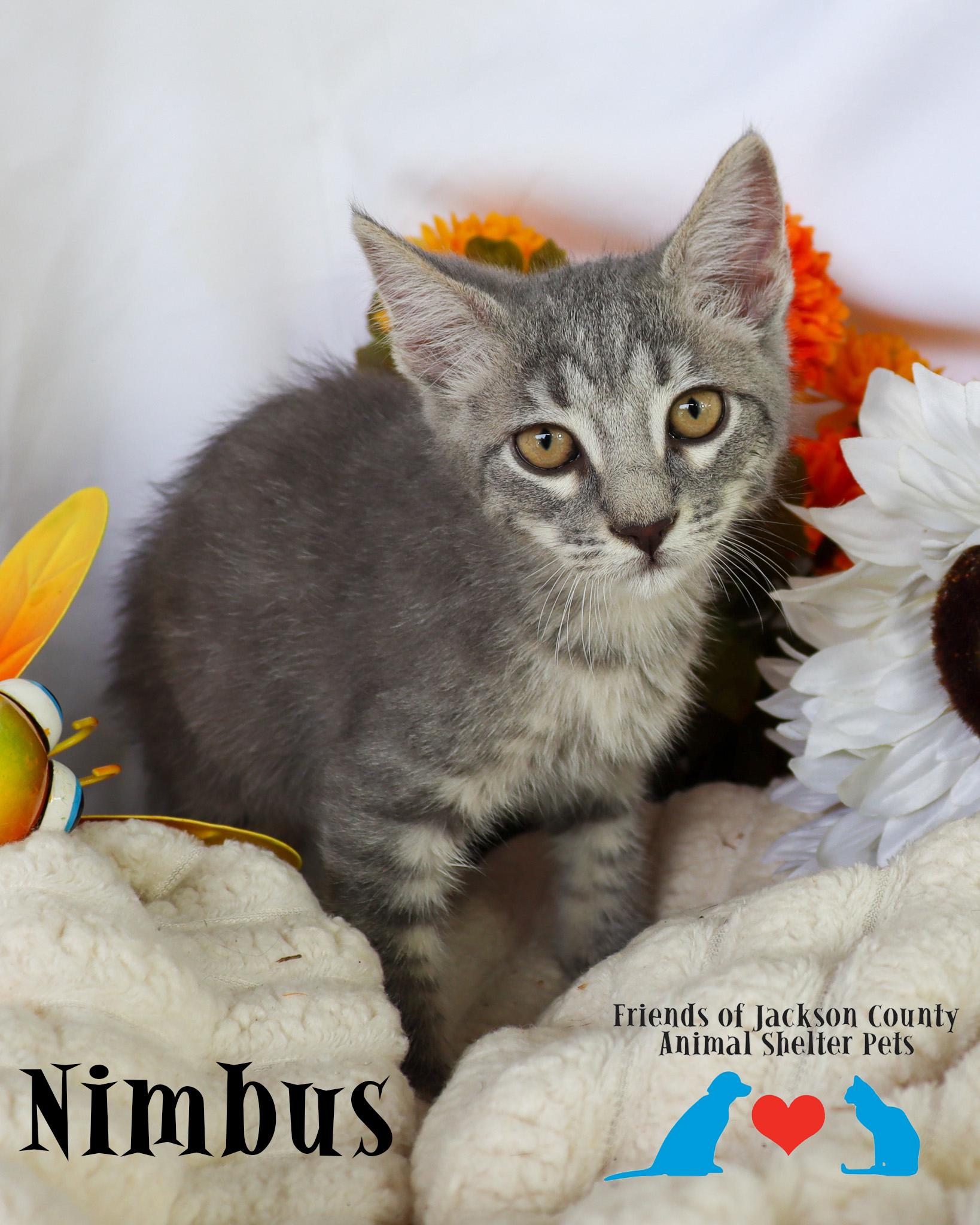 Nimbus (Adoption Pending), ADOPTABLE, Kitten Male Domestic Short Hair.