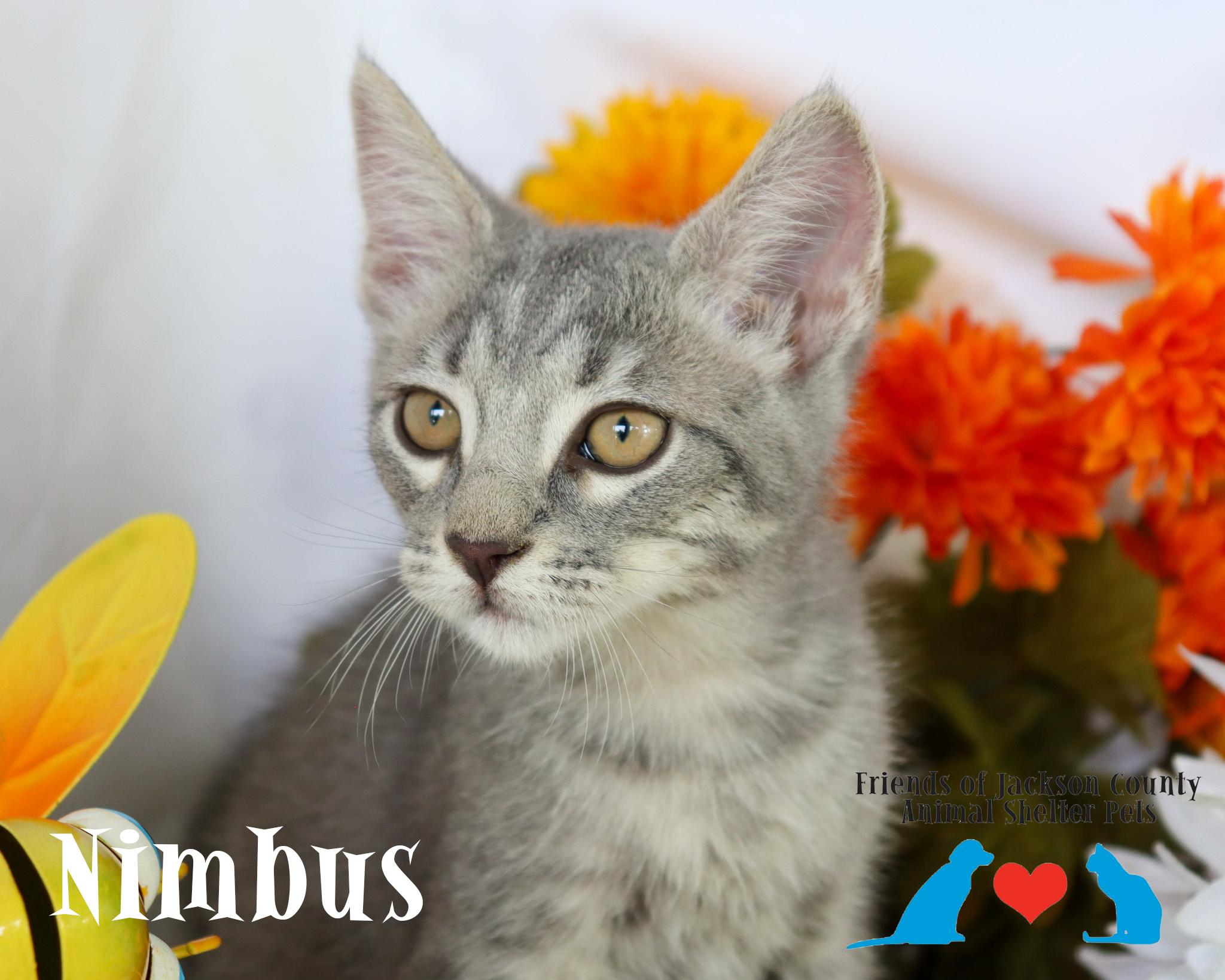 Enlarge Nimbus (Adoption Pending), a ADOPTABLE Domestic Short Hair in Ocean Springs, MS image 2/5