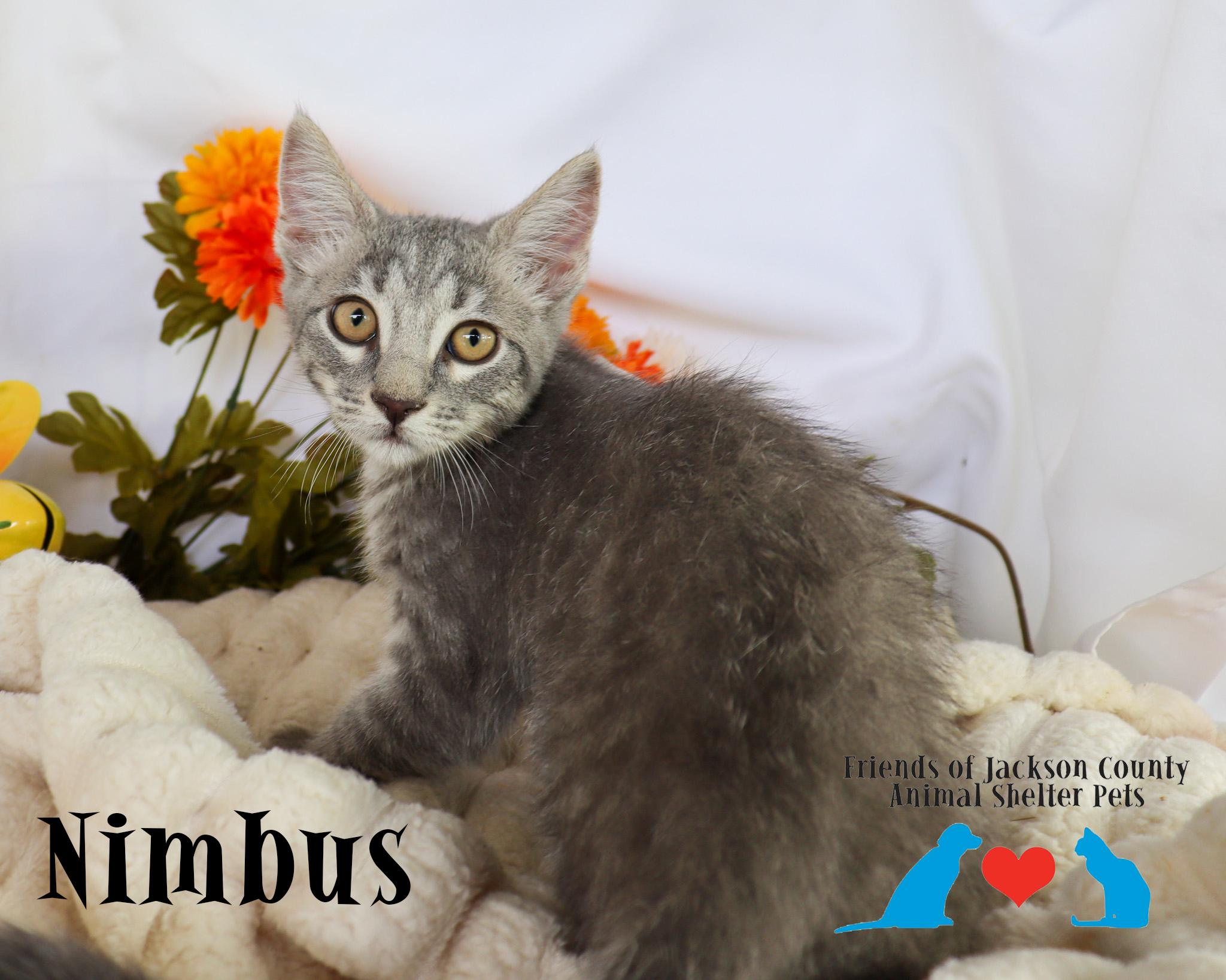 Enlarge Nimbus (Adoption Pending), a ADOPTABLE Domestic Short Hair in Ocean Springs, MS image 3/5