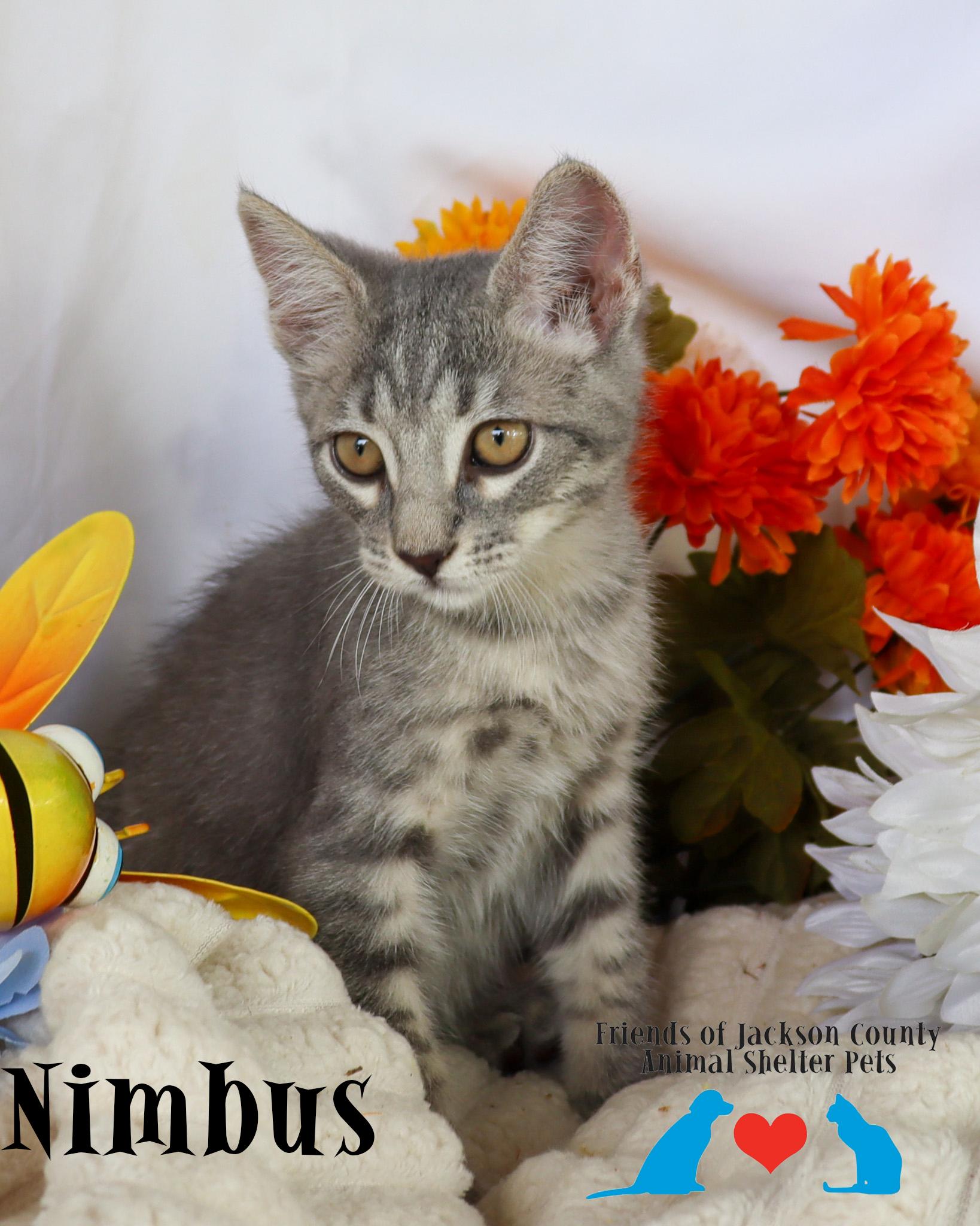 Enlarge Nimbus (Adoption Pending), a ADOPTABLE Domestic Short Hair in Ocean Springs, MS image 5/5