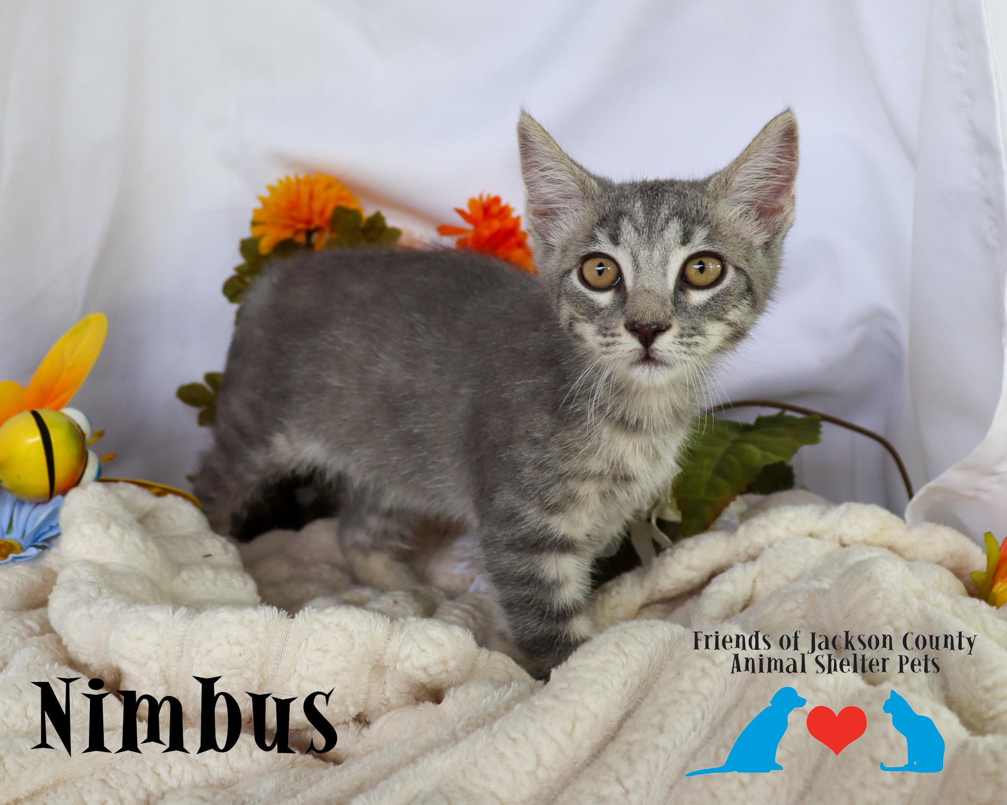 Enlarge Nimbus (Adoption Pending), a ADOPTABLE Domestic Short Hair in Ocean Springs, MS image 4/5