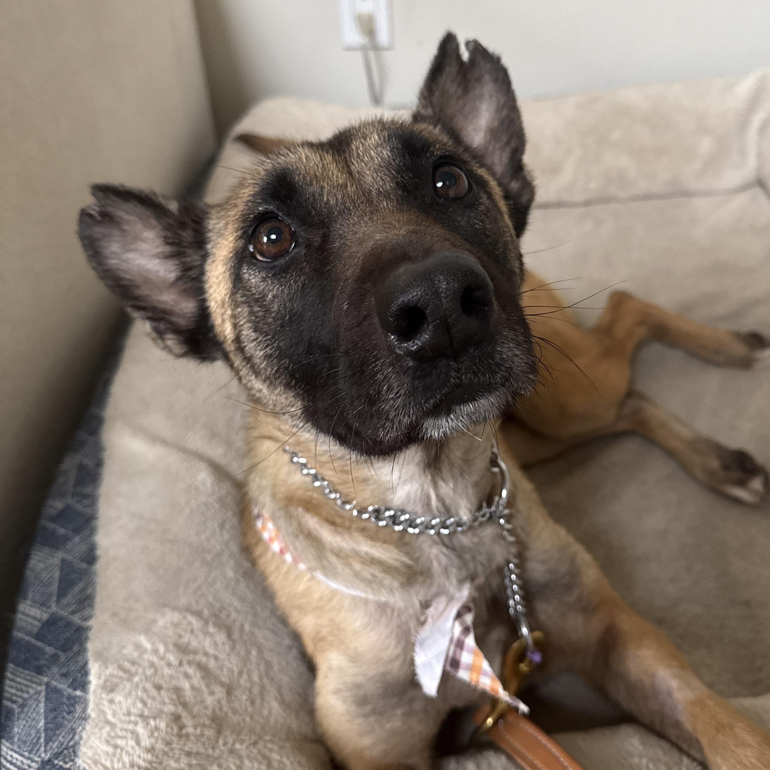 Willow, a Adoptable Belgian Shepherd / Malinois in Whittier, CA image 1/3