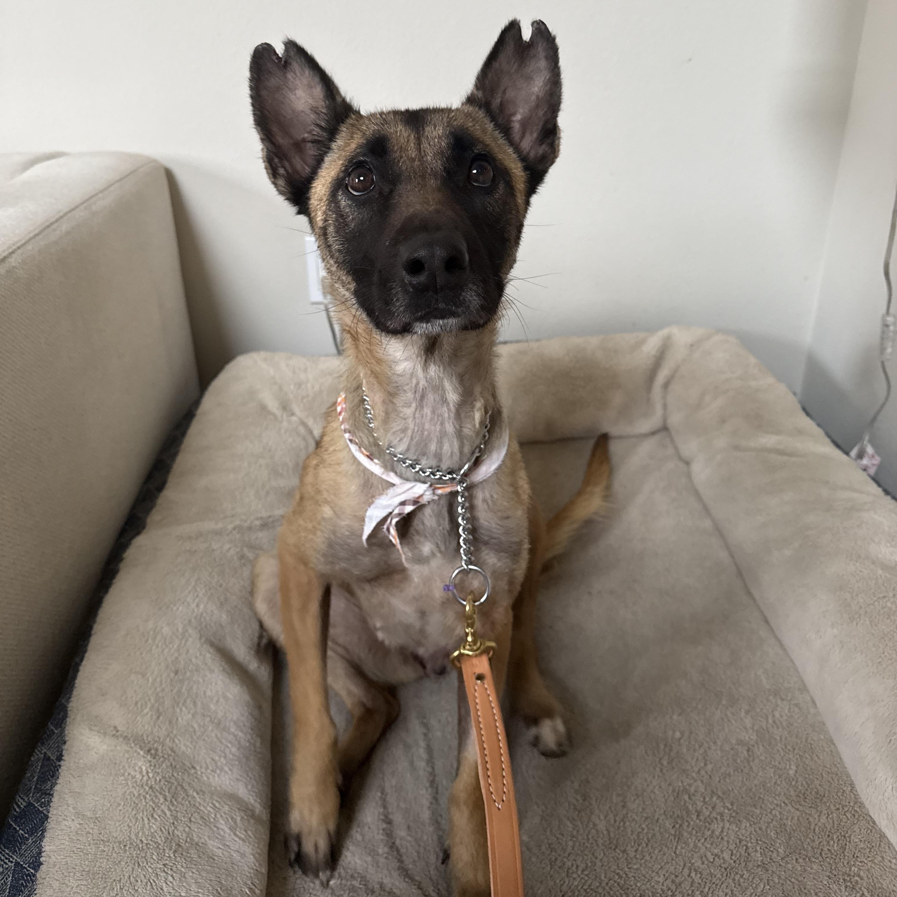 Willow, a Adoptable Belgian Shepherd / Malinois in Whittier, CA image 2/3