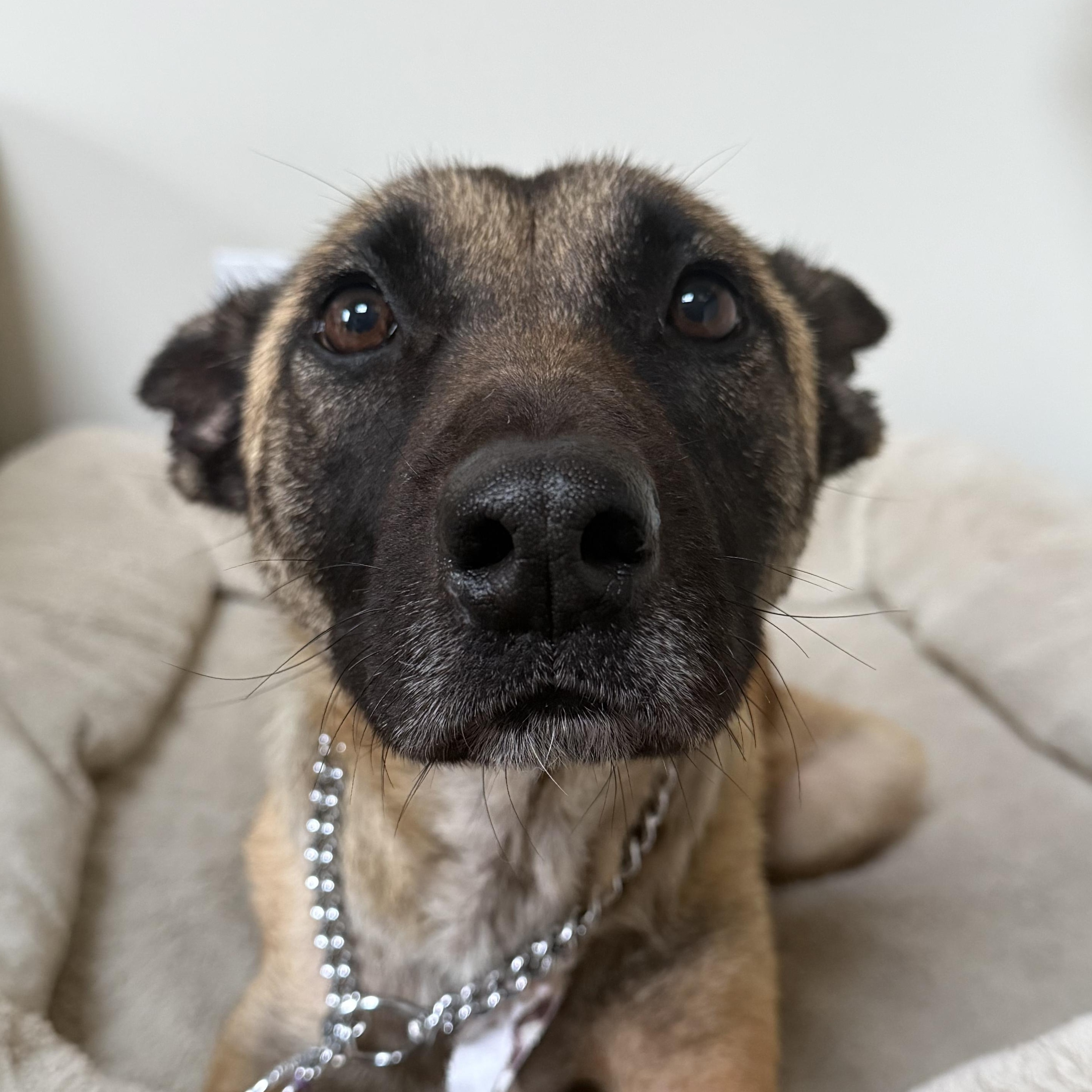 Willow, a Adoptable Belgian Shepherd / Malinois in Whittier, CA image 3/3
