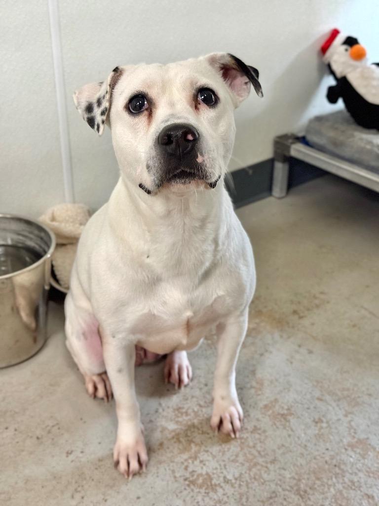 Enlarge Gracie, a Adoptable Pit Bull Terrier in Canyon Lake, TX image 1/1