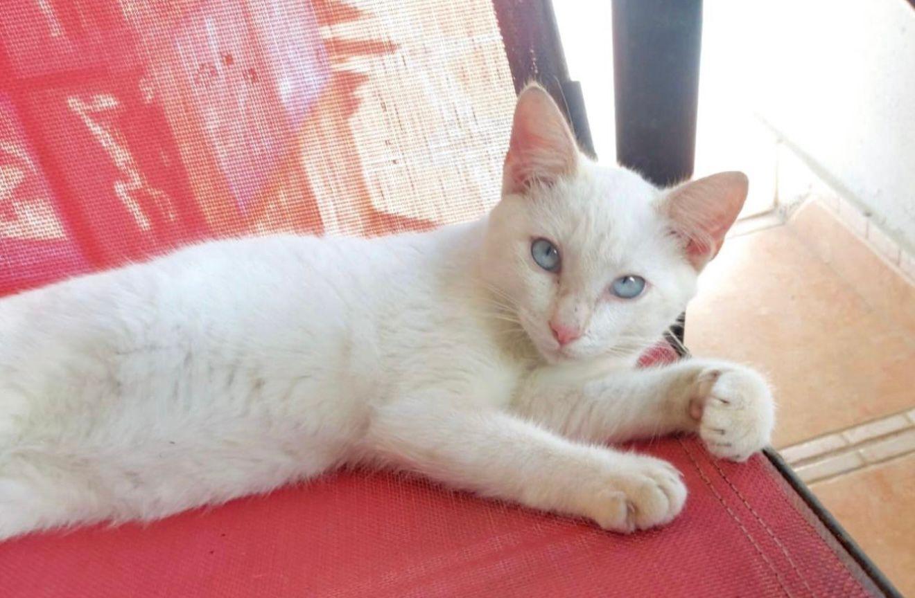 Enlarge Oliver, a ADOPTABLE Domestic Short Hair in Franklin, MA image 1/2