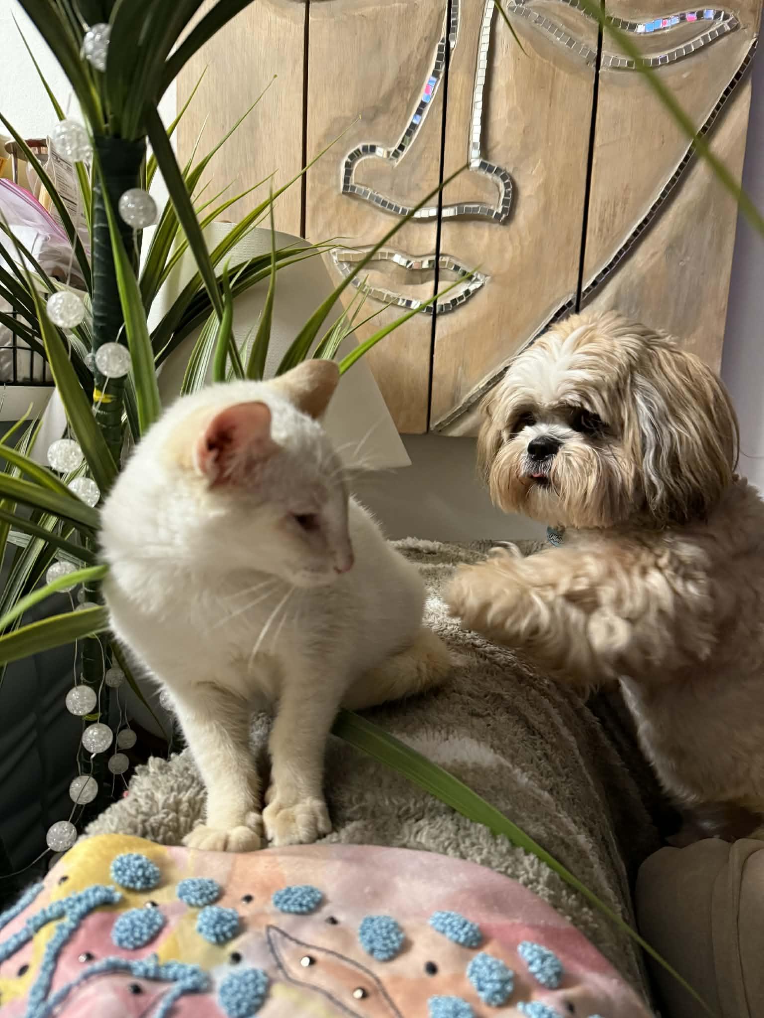 Enlarge Oliver, a ADOPTABLE Domestic Short Hair in Franklin, MA image 2/2