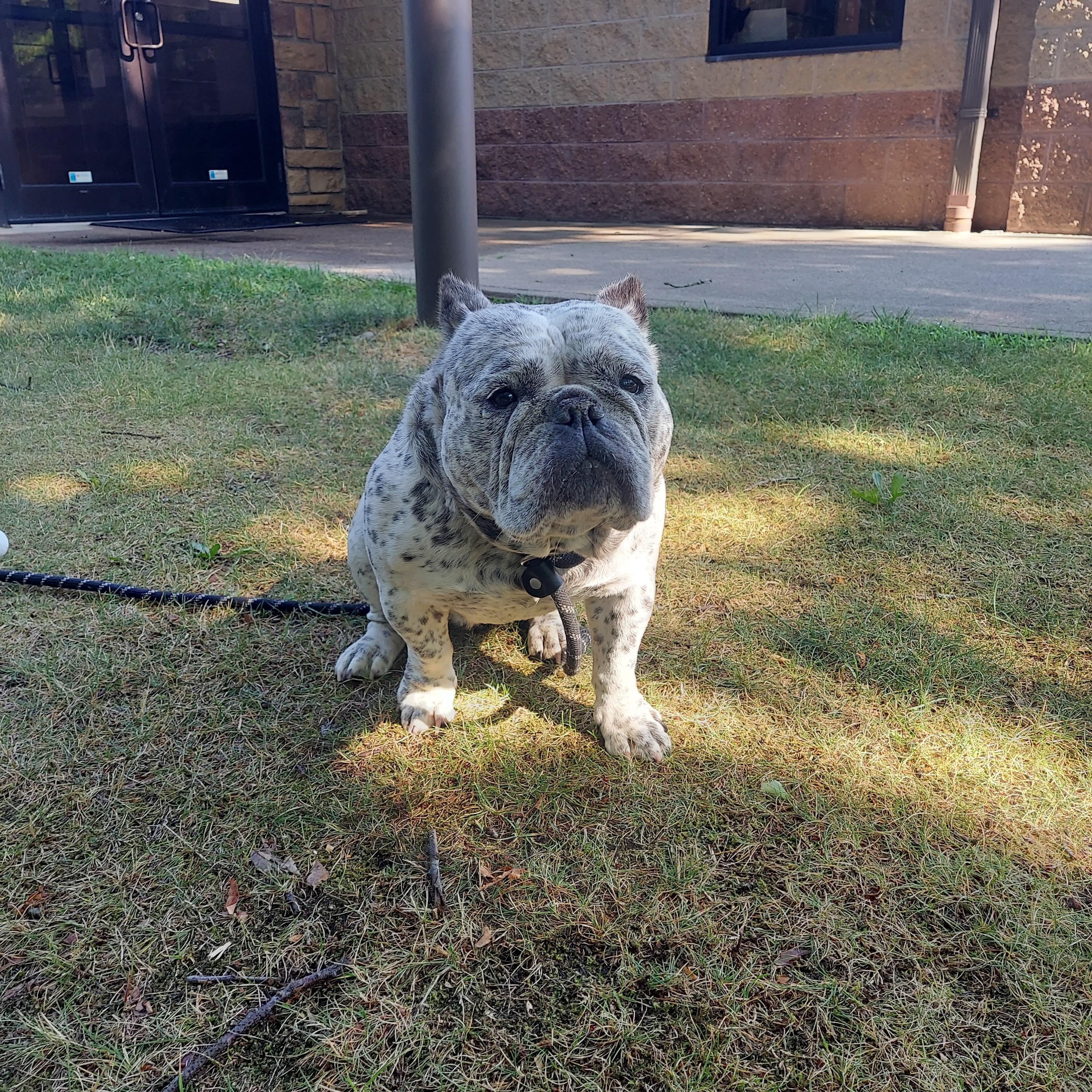 126, ADOPTABLE, Adult Female English Bulldog.