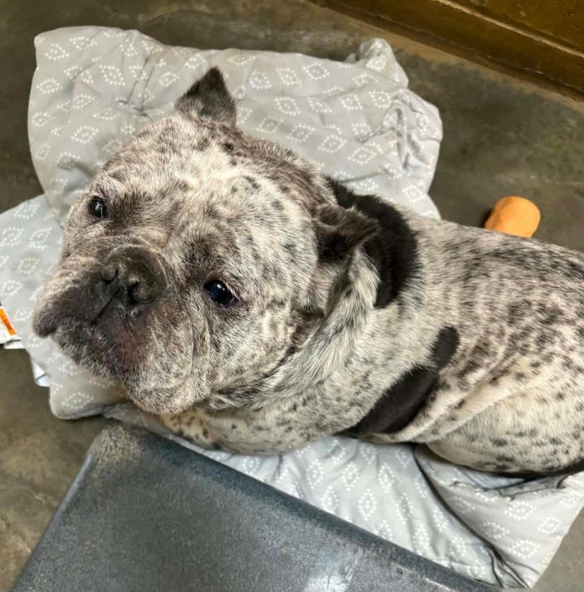 126, a ADOPTABLE mixed breed in Pawtucket, RI image 2/2