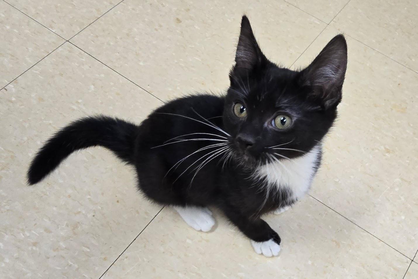 Enlarge Voight, a ADOPTABLE Domestic Short Hair in Red Wing, MN image 5/6