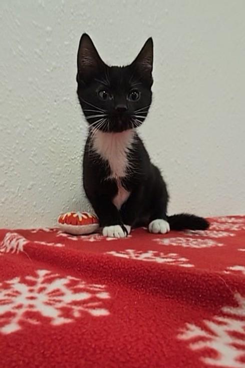 Voight, ADOPTABLE, Kitten Male Domestic Short Hair.