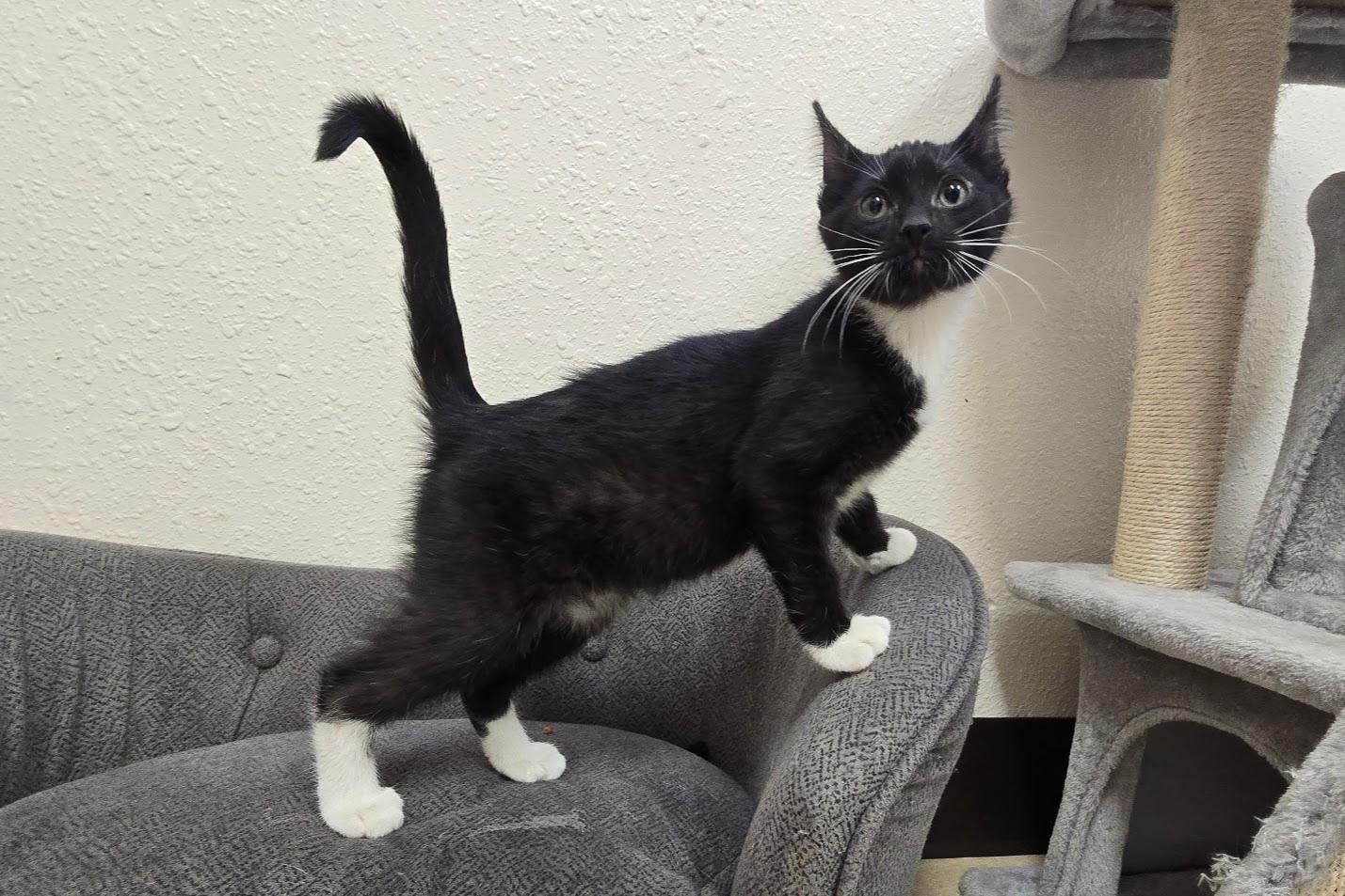 Enlarge Voight, a ADOPTABLE Domestic Short Hair in Red Wing, MN image 3/6