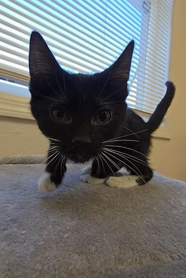 Enlarge Voight, a ADOPTABLE Domestic Short Hair in Red Wing, MN image 2/6