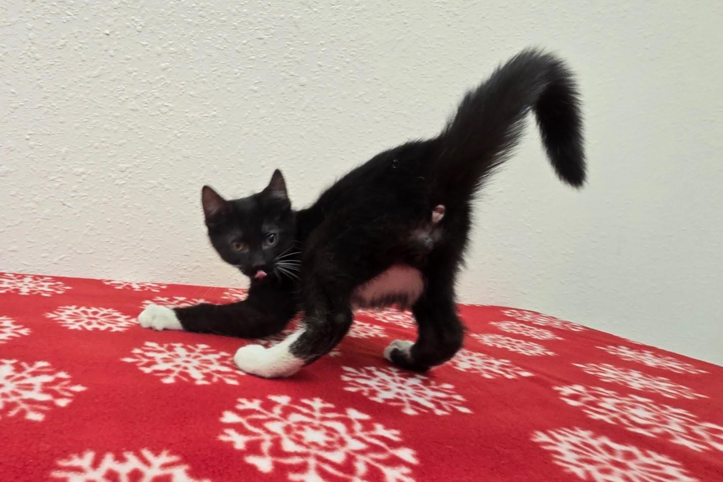 Enlarge Voight, a ADOPTABLE Domestic Short Hair in Red Wing, MN image 6/6