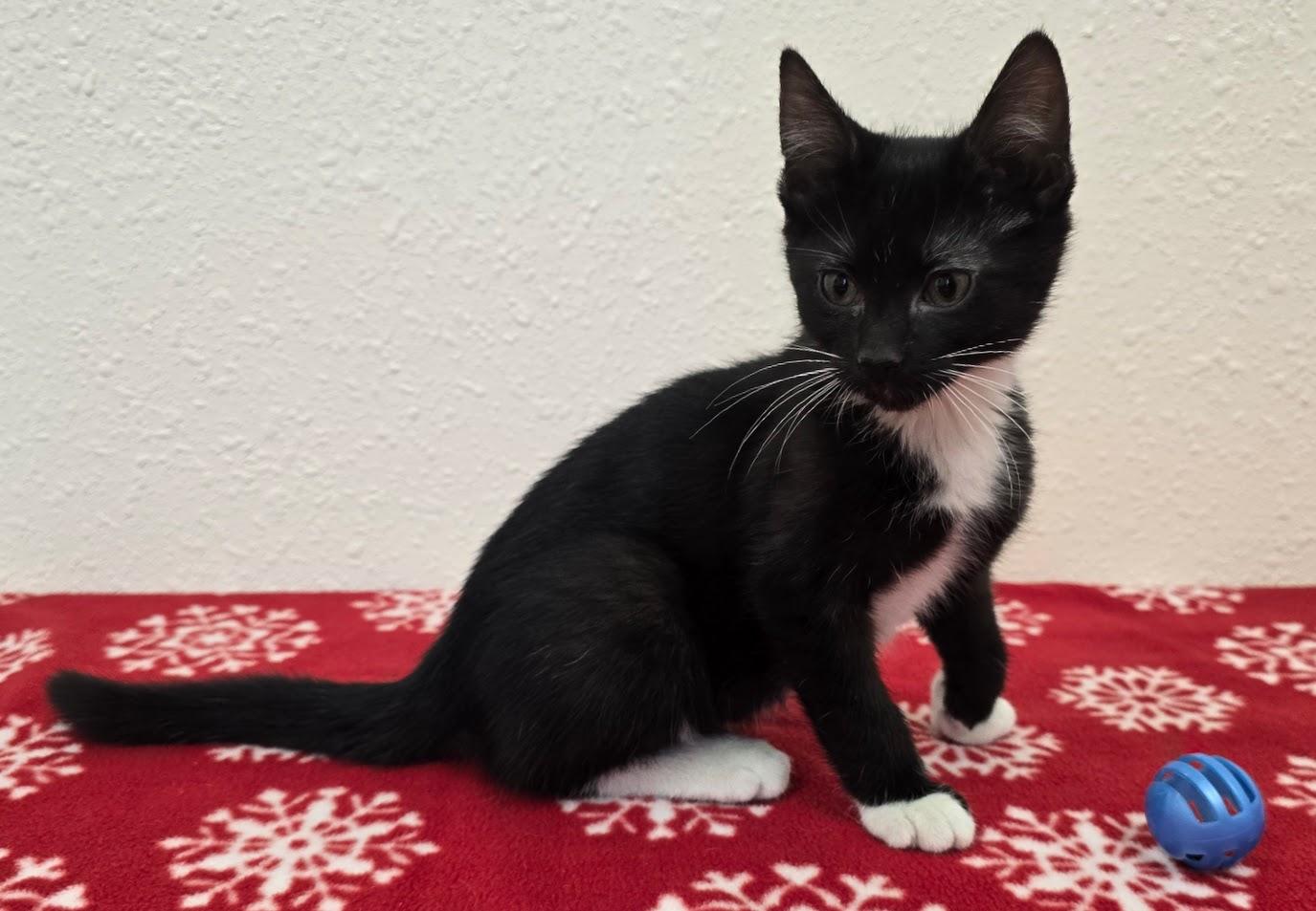 Enlarge Voight, a ADOPTABLE Domestic Short Hair in Red Wing, MN image 4/6