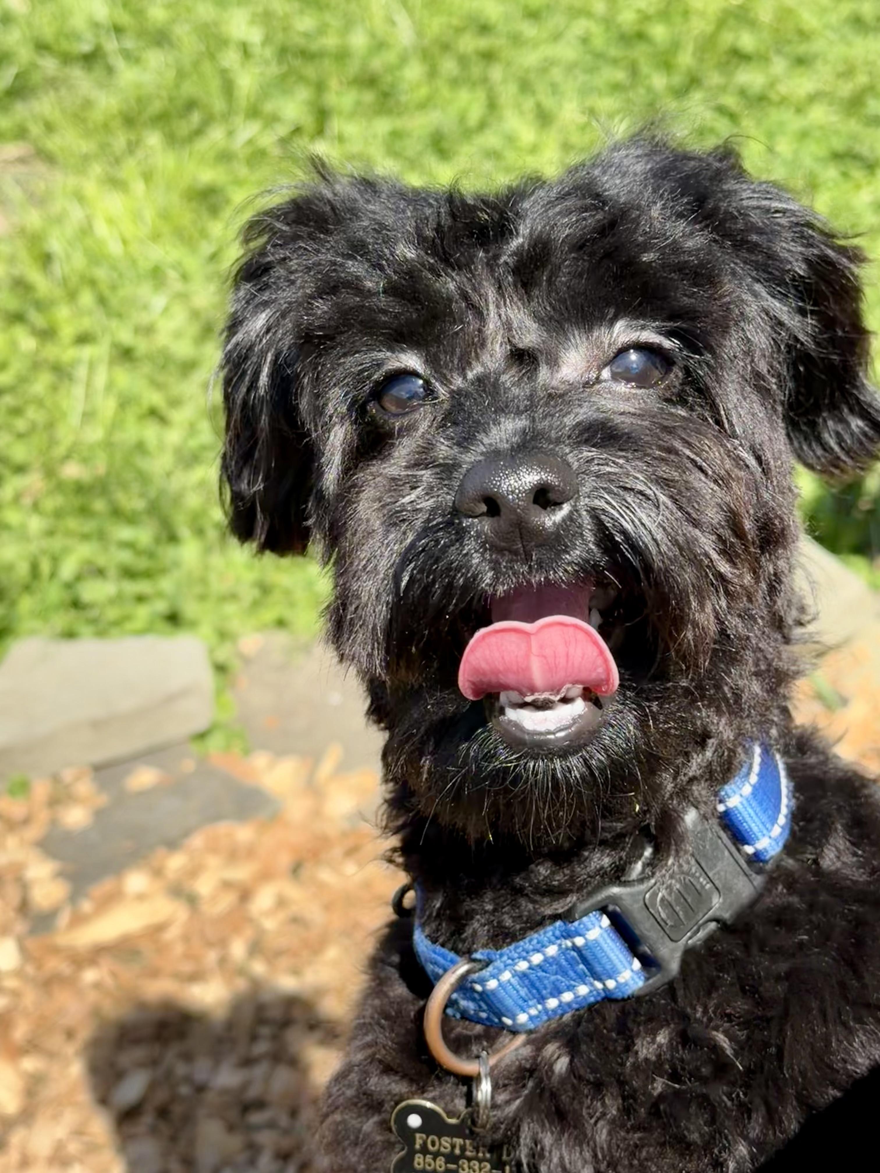 Enlarge Groot, a Adoptable mixed breed in Berlin, NJ image 2/3