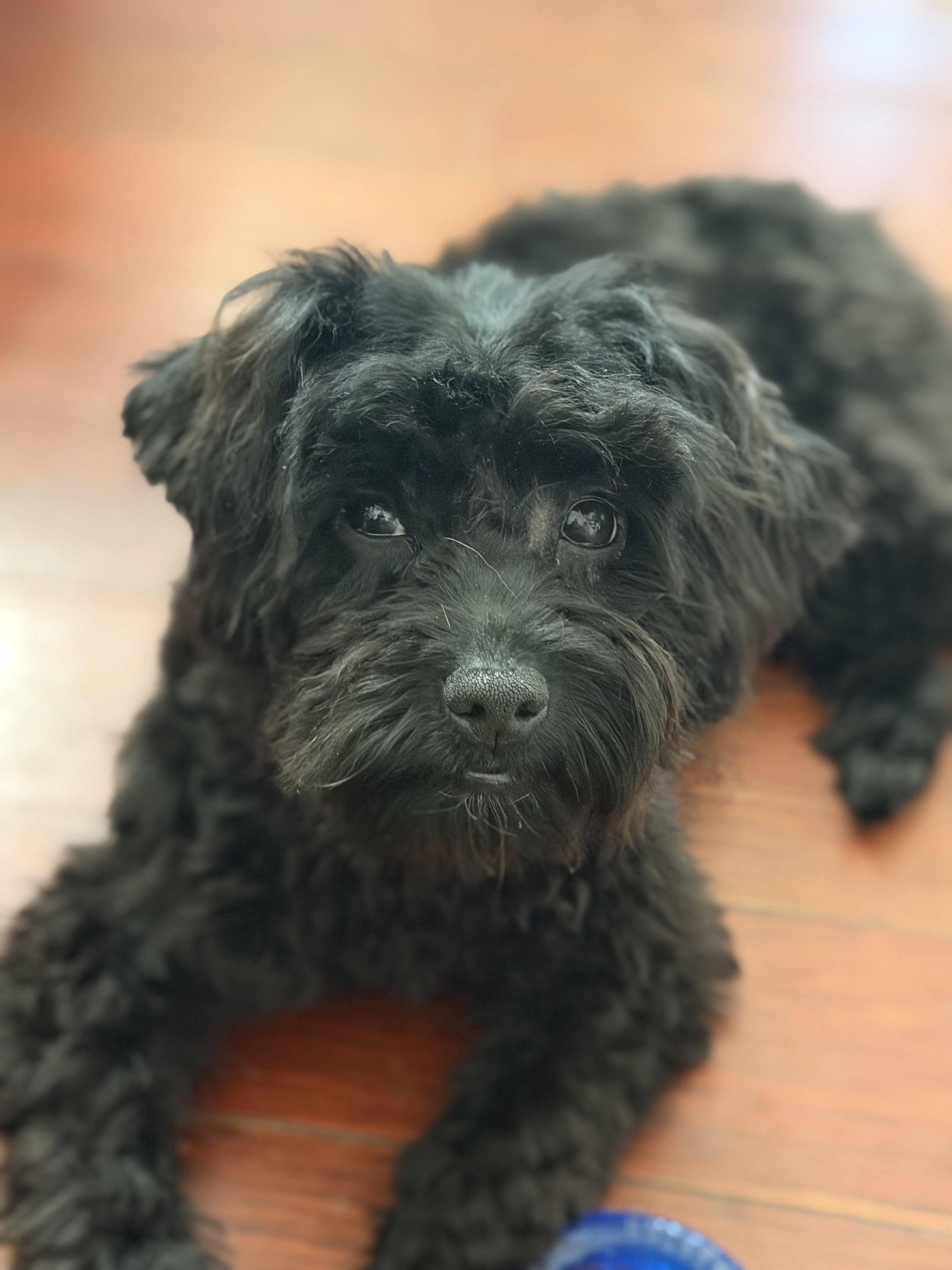 Enlarge Groot, a Adoptable mixed breed in Berlin, NJ image 3/3