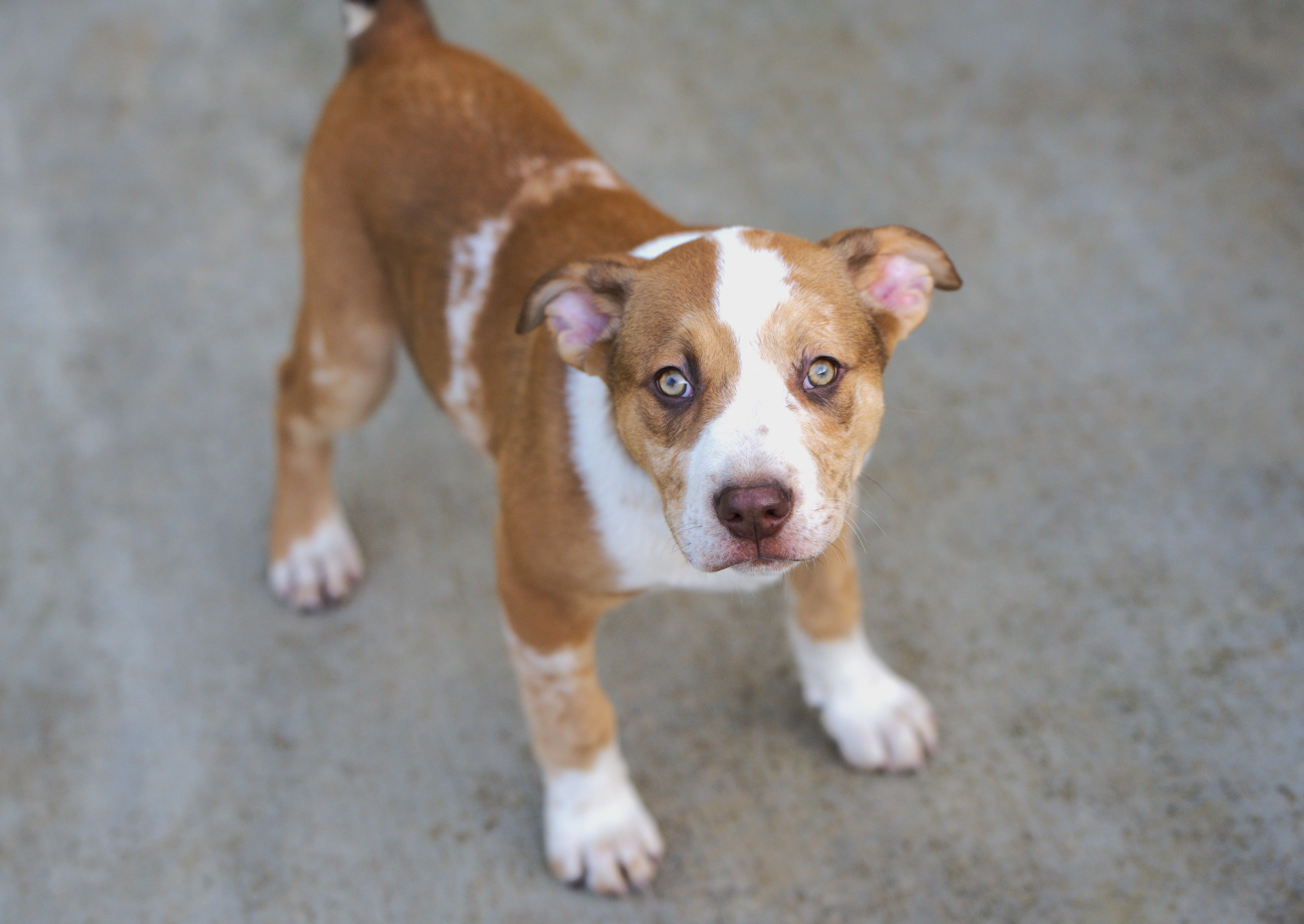 Enlarge Pizza, an adoptable mixed breed in Hoquiam, WA image 6/6