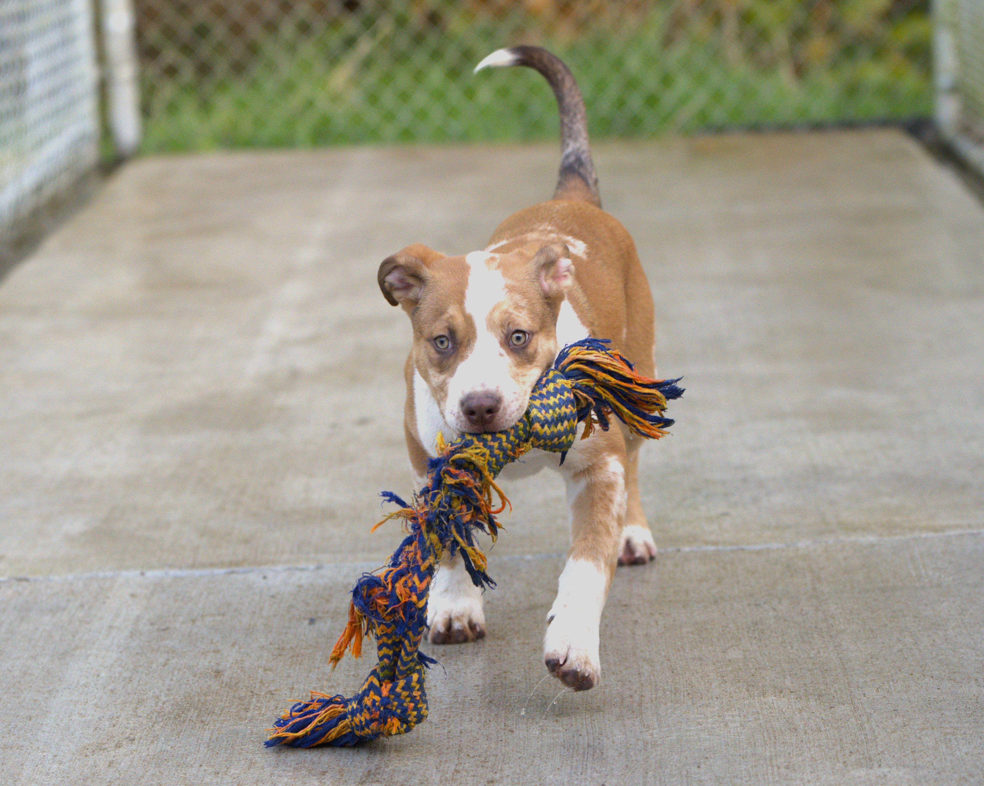 Enlarge Pizza, an adoptable mixed breed in Hoquiam, WA image 3/6
