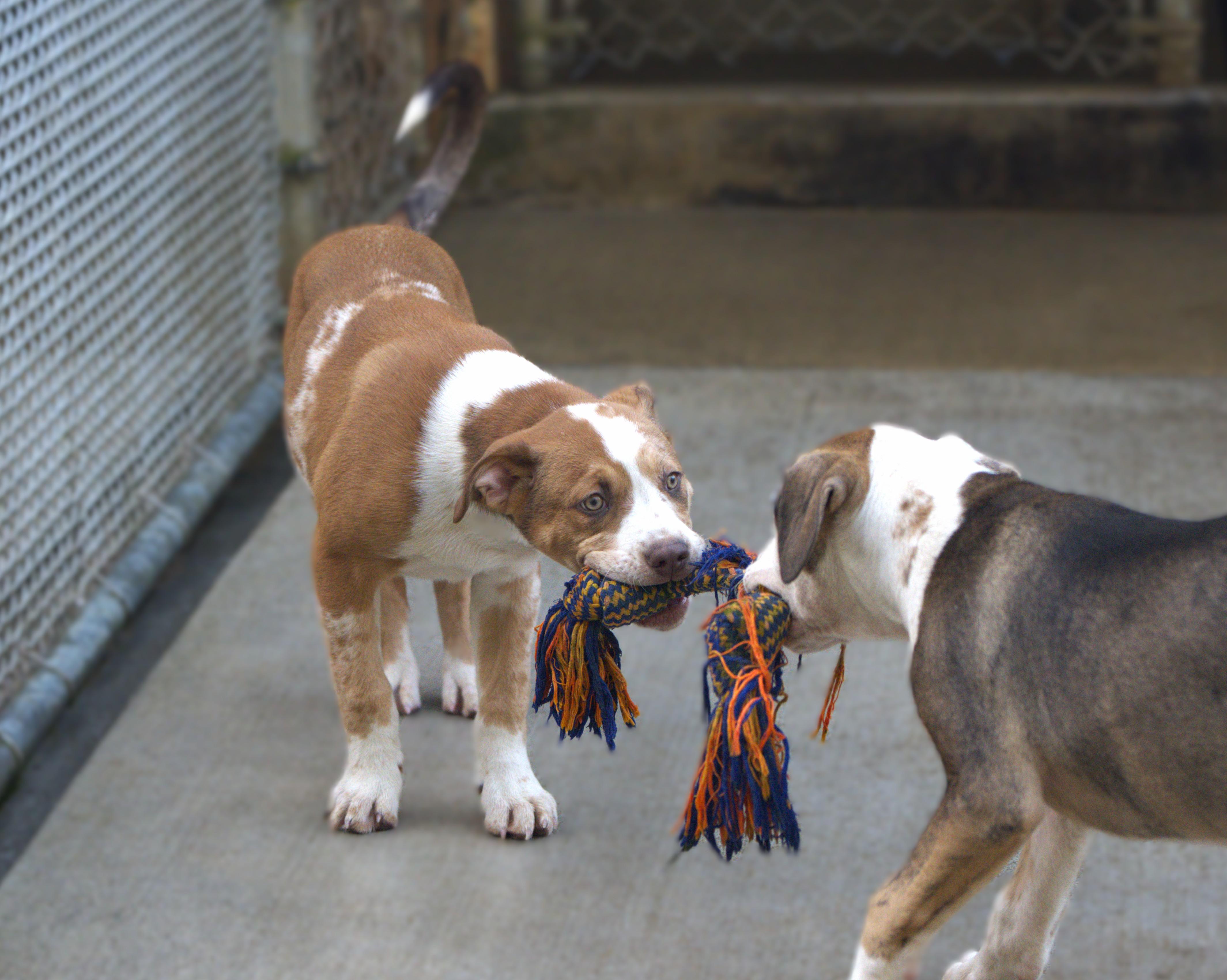 Enlarge Pizza, an adoptable mixed breed in Hoquiam, WA image 4/6