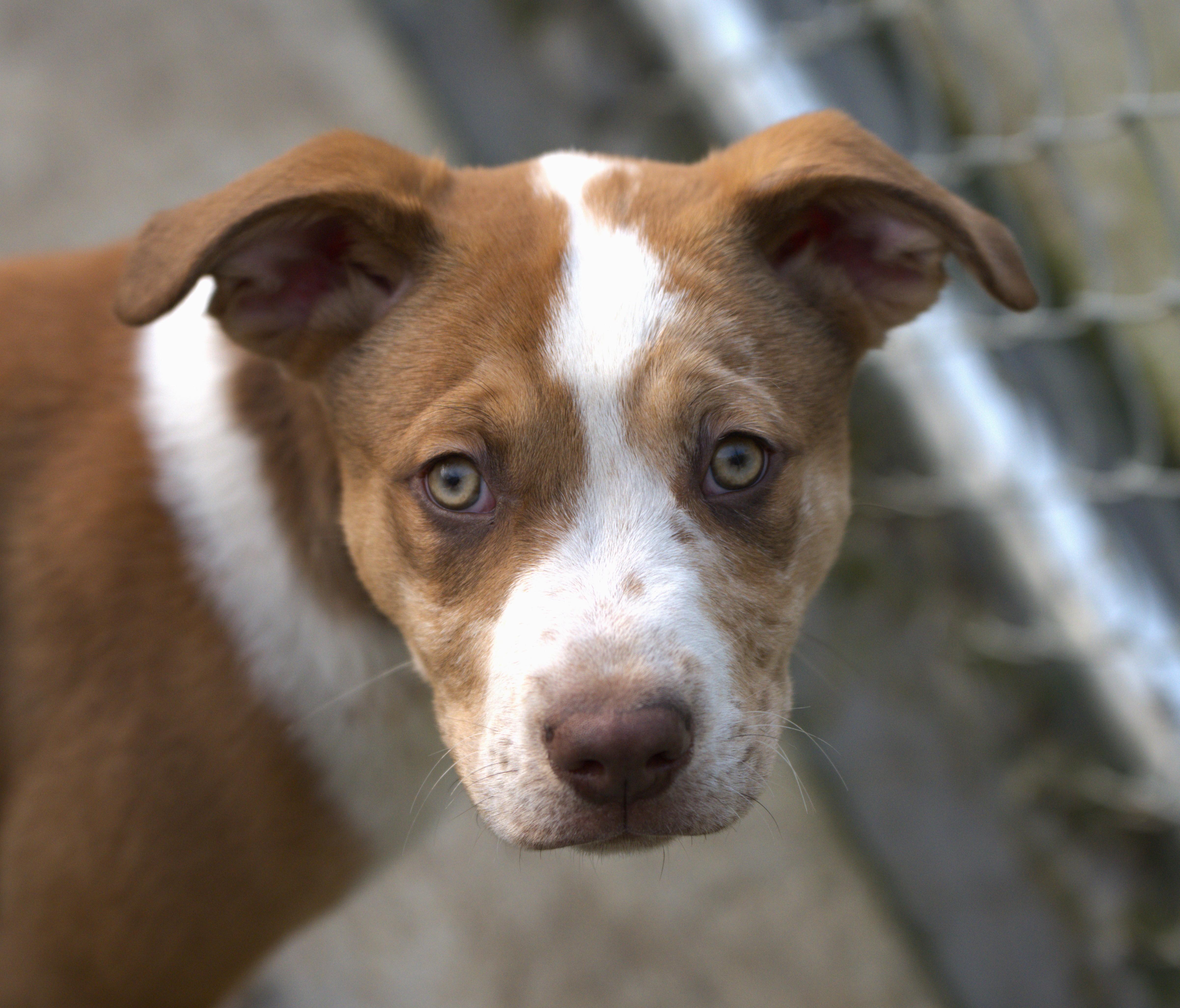 Enlarge Pizza, an adoptable mixed breed in Hoquiam, WA image 2/6