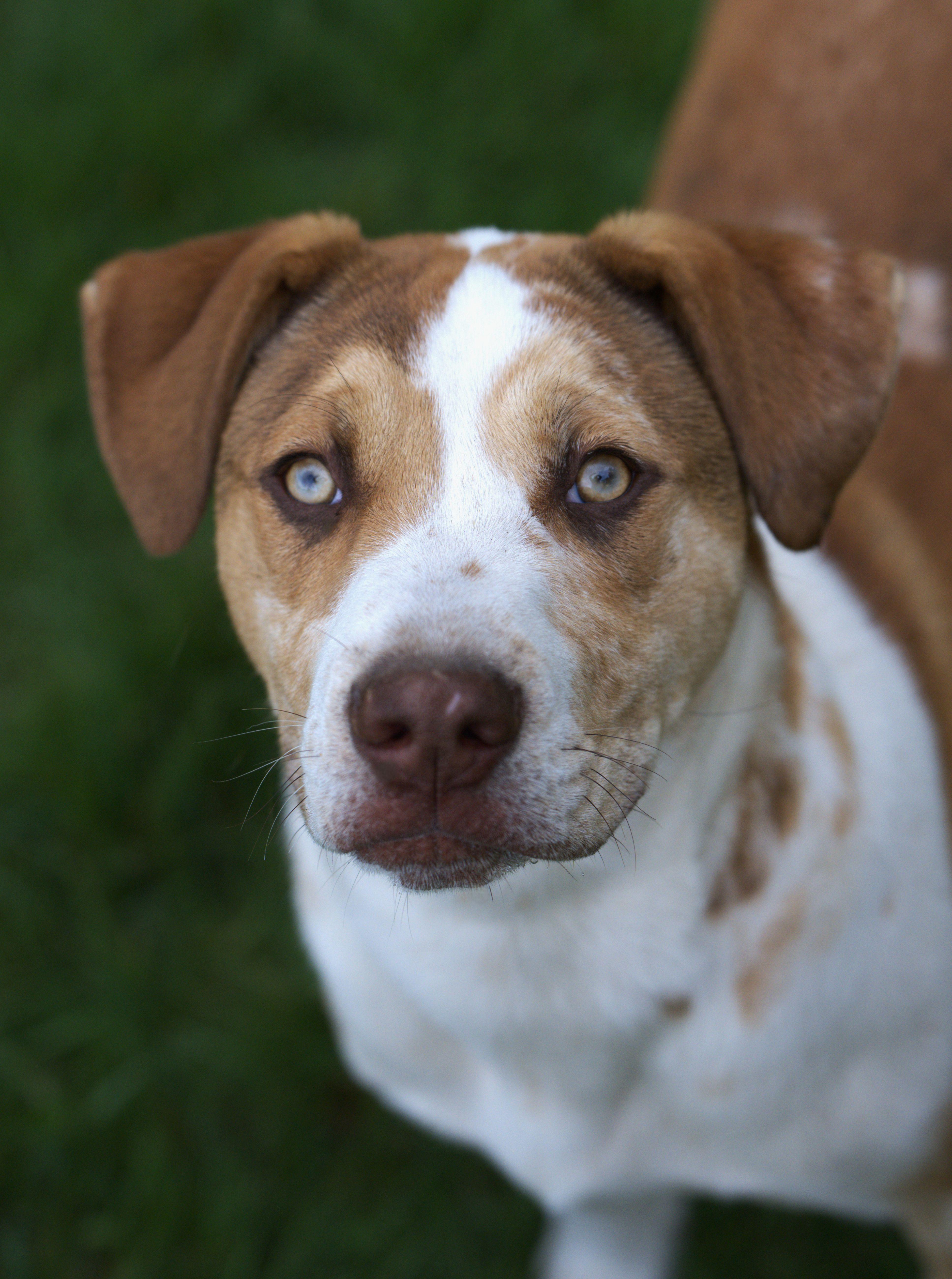 Pizza, adoptable, Puppy Male Pit Bull Terrier.
