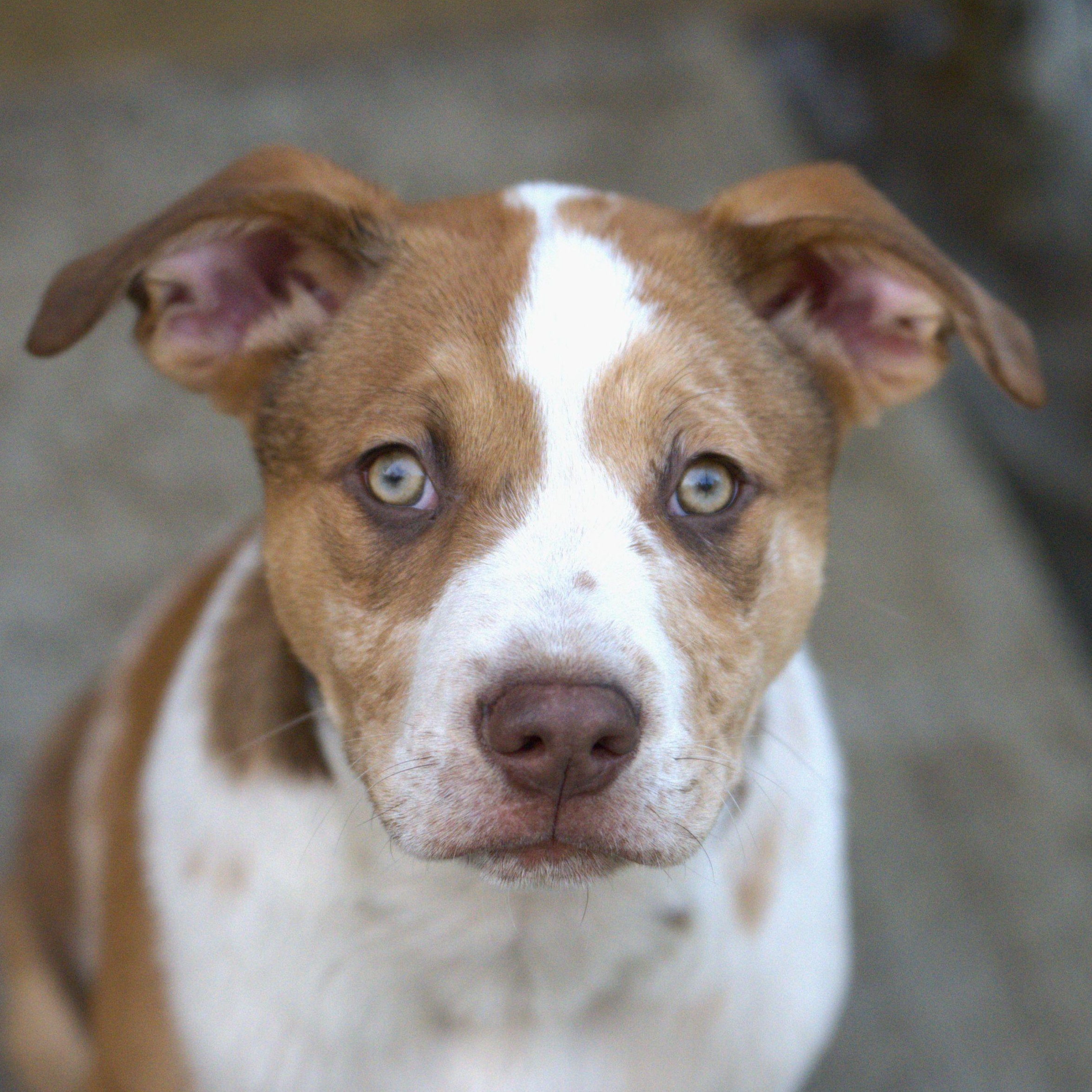 Enlarge Pizza, an adoptable mixed breed in Hoquiam, WA image 1/6