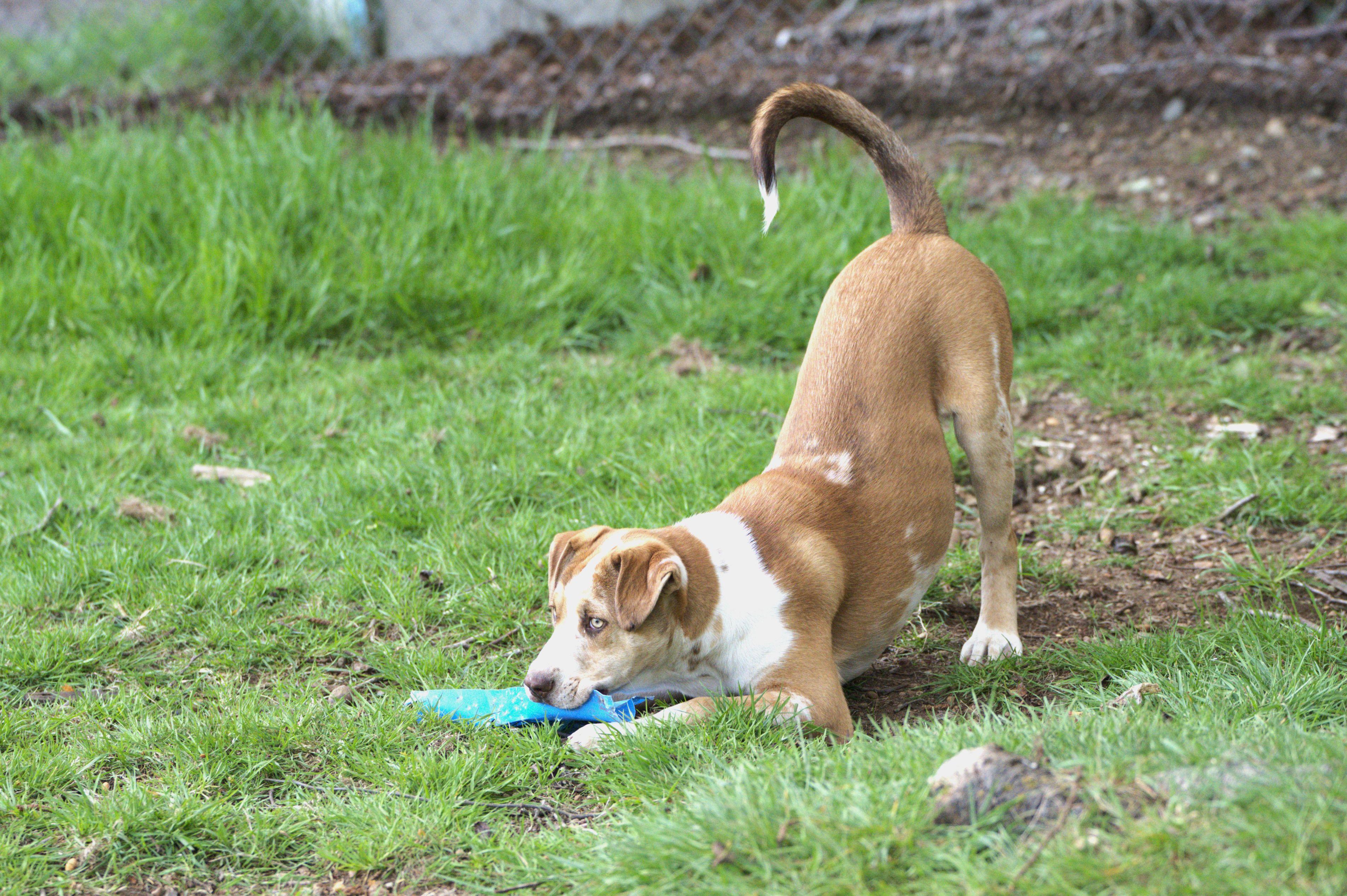Enlarge Pizza, an adoptable mixed breed in Hoquiam, WA image 5/6