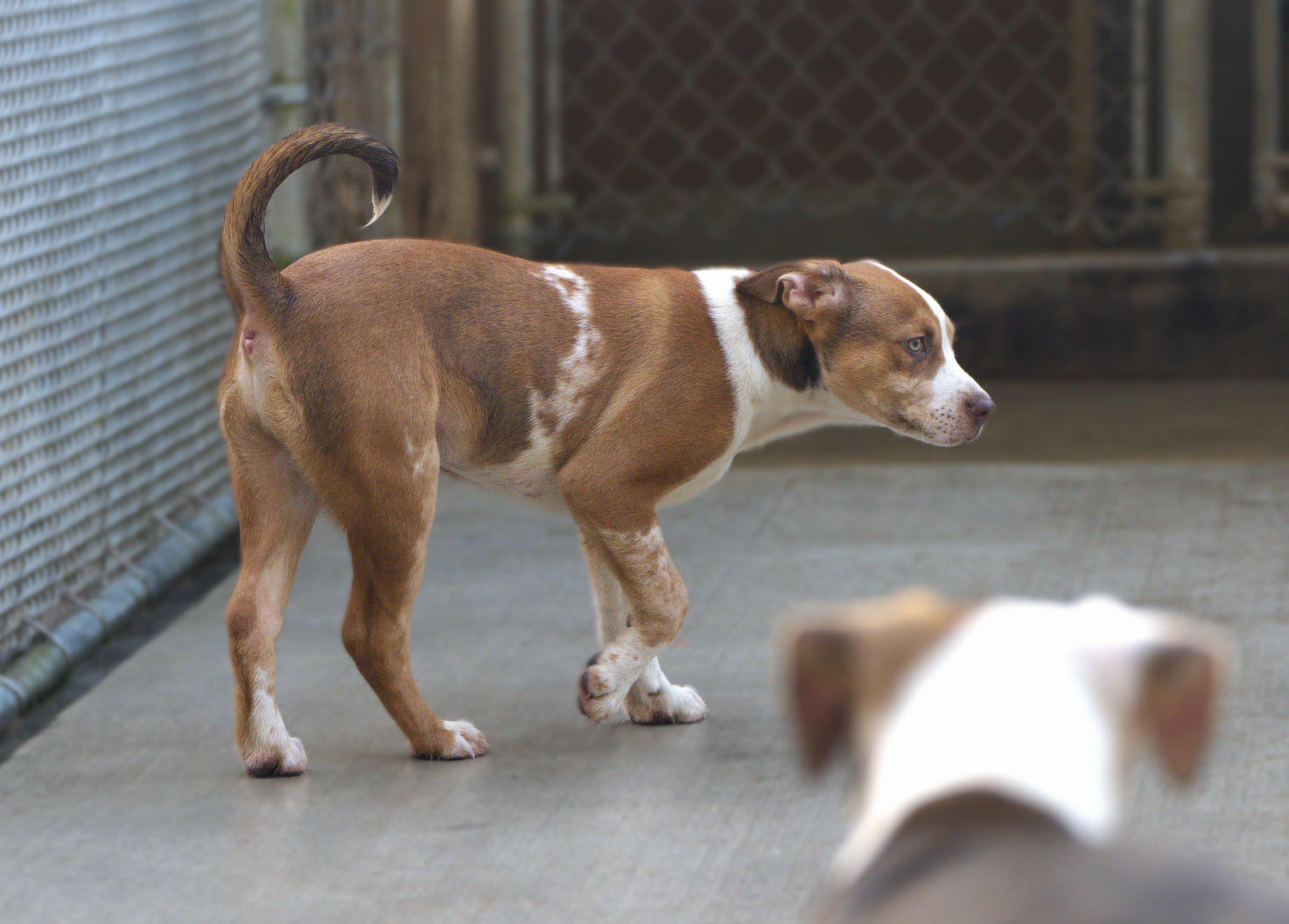 Enlarge Pizza, an adoptable mixed breed in Hoquiam, WA image 5/6