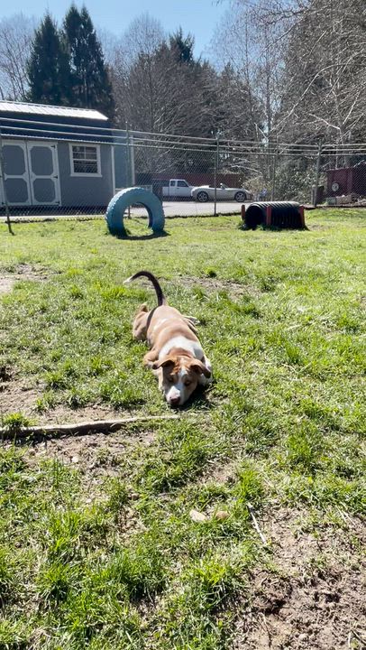 Enlarge Pizza, an adoptable mixed breed in Hoquiam, WA video 6/6