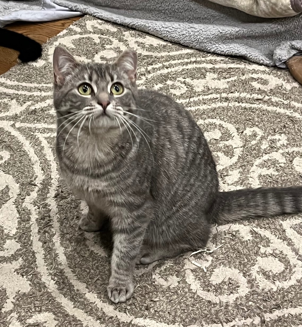 Enlarge Zoey, a Adopted Domestic Short Hair in Far Hills, NJ image 2/3