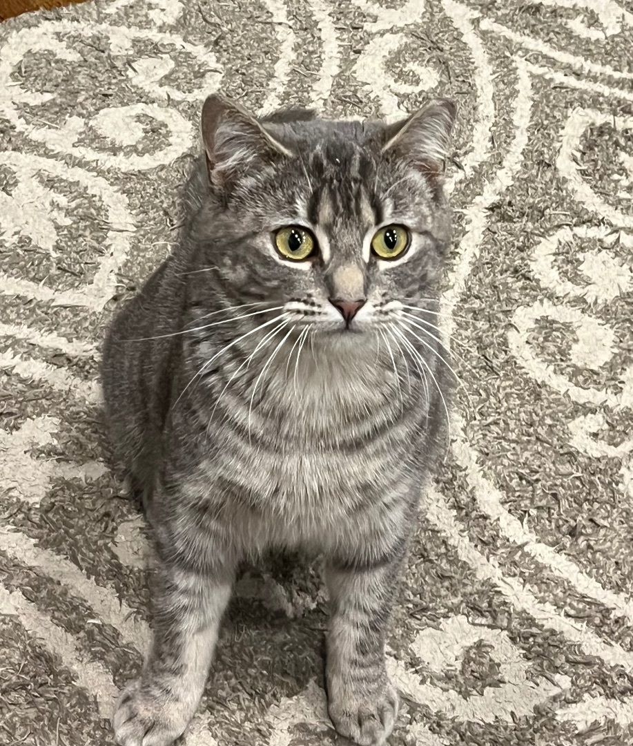 Enlarge Zoey, a Adopted Domestic Short Hair in Far Hills, NJ image 3/3