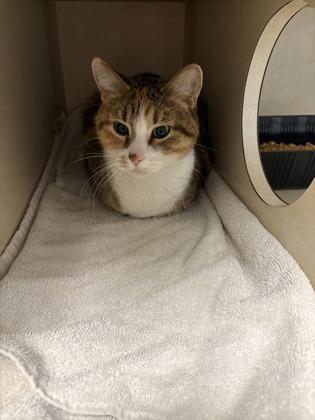 Vienna, Adoptable, Adult Female Domestic Short Hair & Domestic Short Hair.