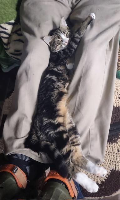 Enlarge Black Raspberry, a Adoptable Domestic Short Hair in Fredericton, NB image 2/4